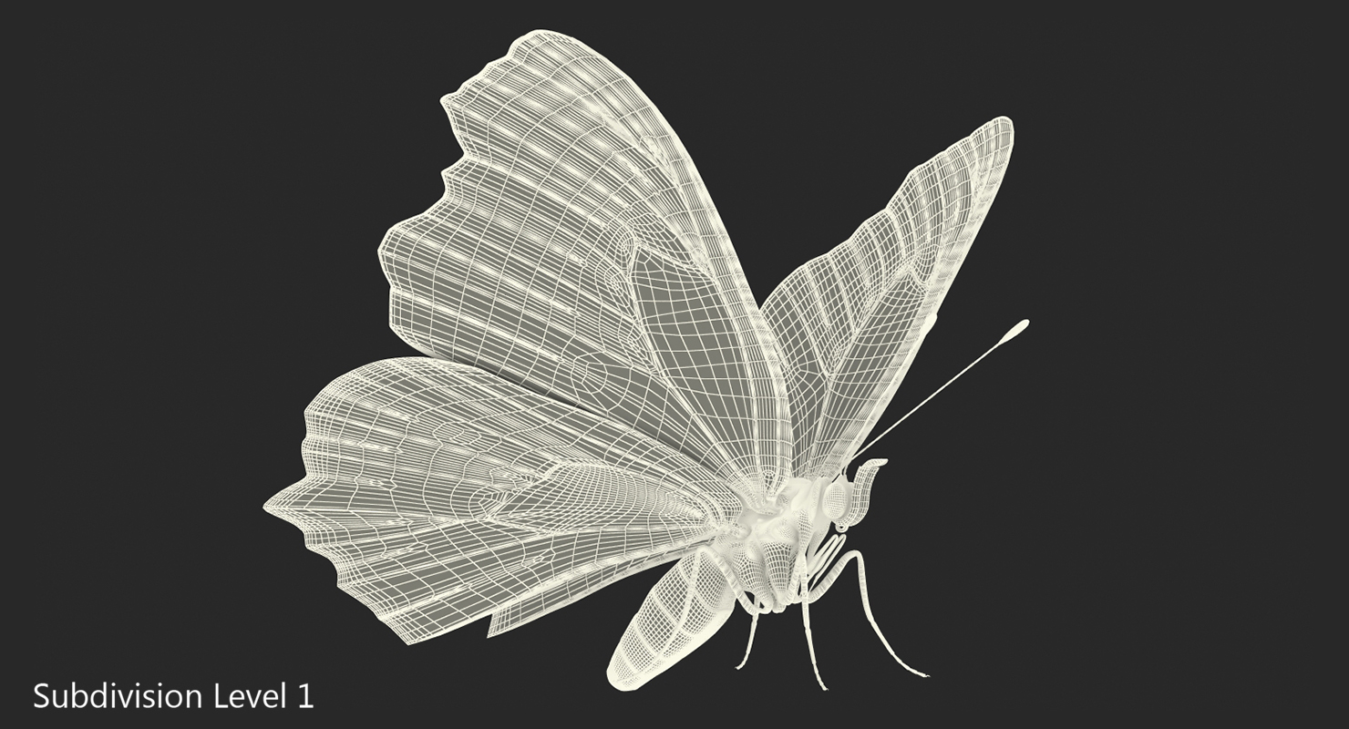 3D model Aglais io Butterfly with Fur Rigged