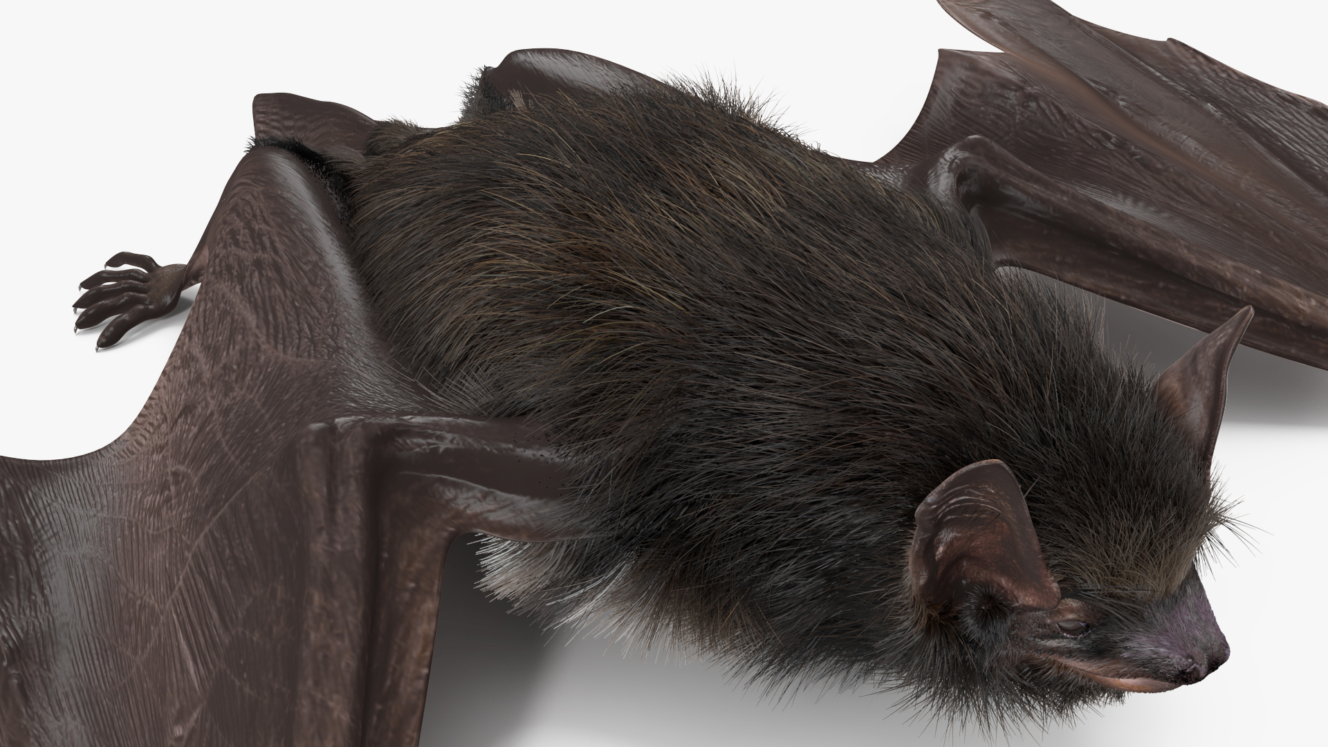3D Black Bat Pose Fur model
