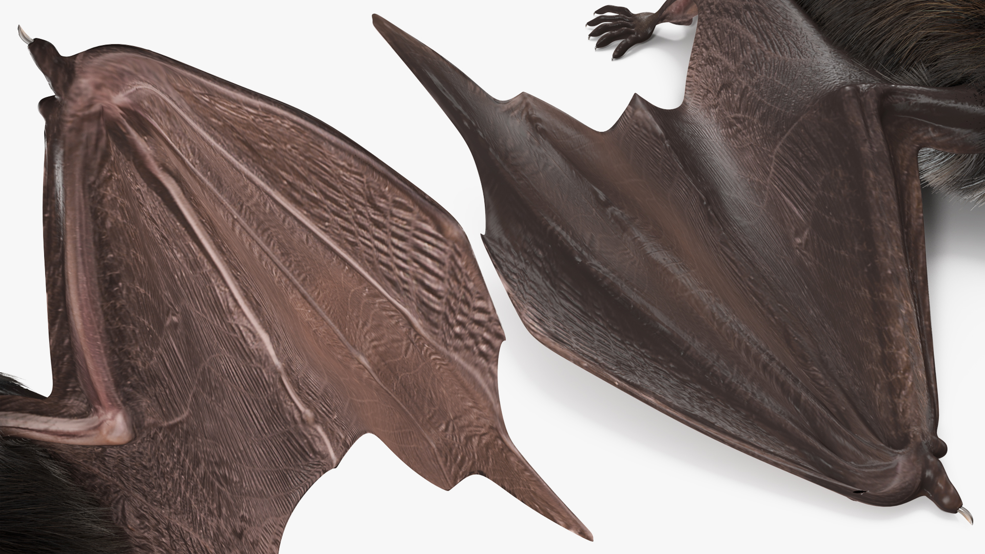 3D Black Bat Pose Fur model