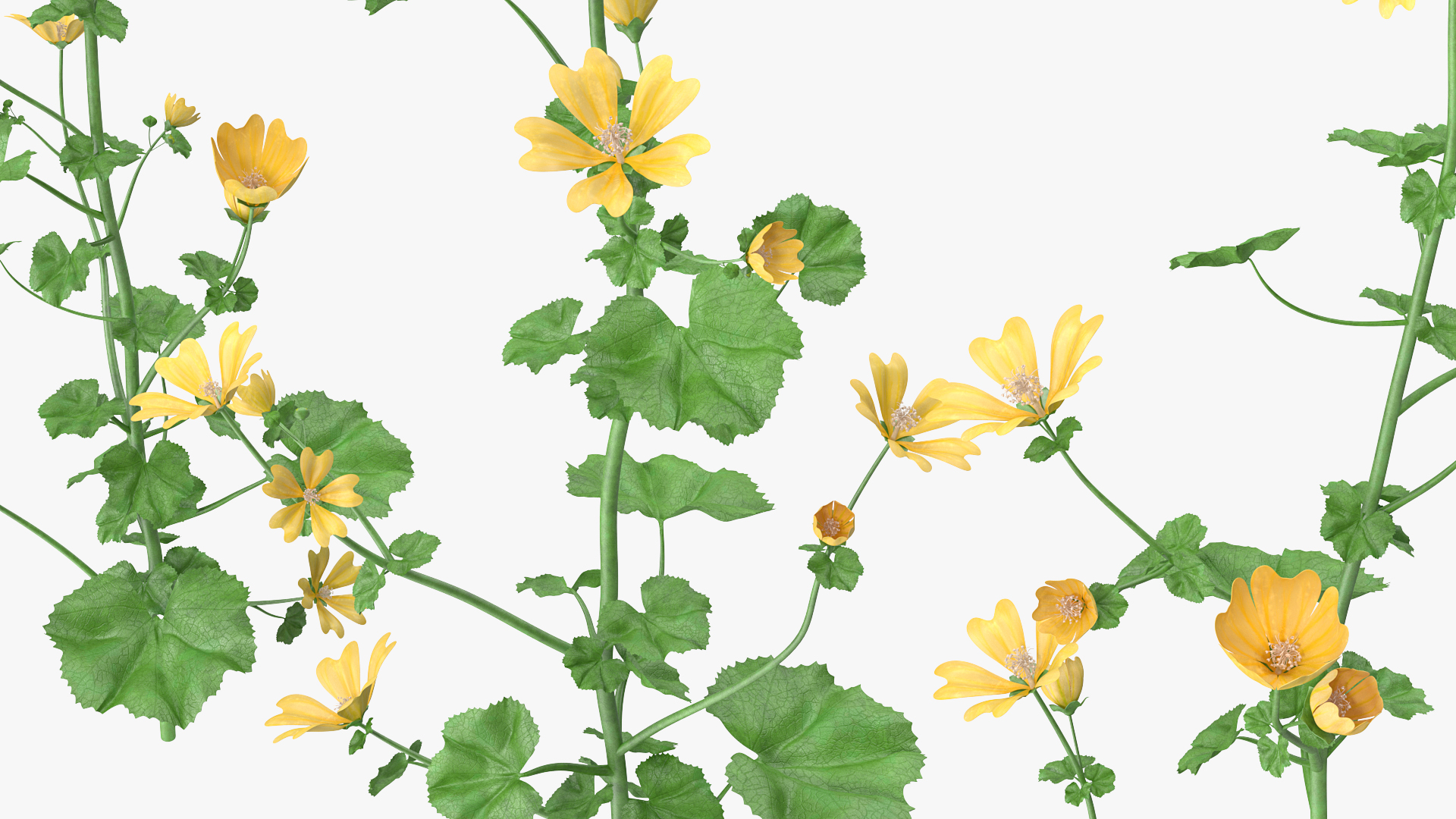 3D Wild Yellow Malva Set