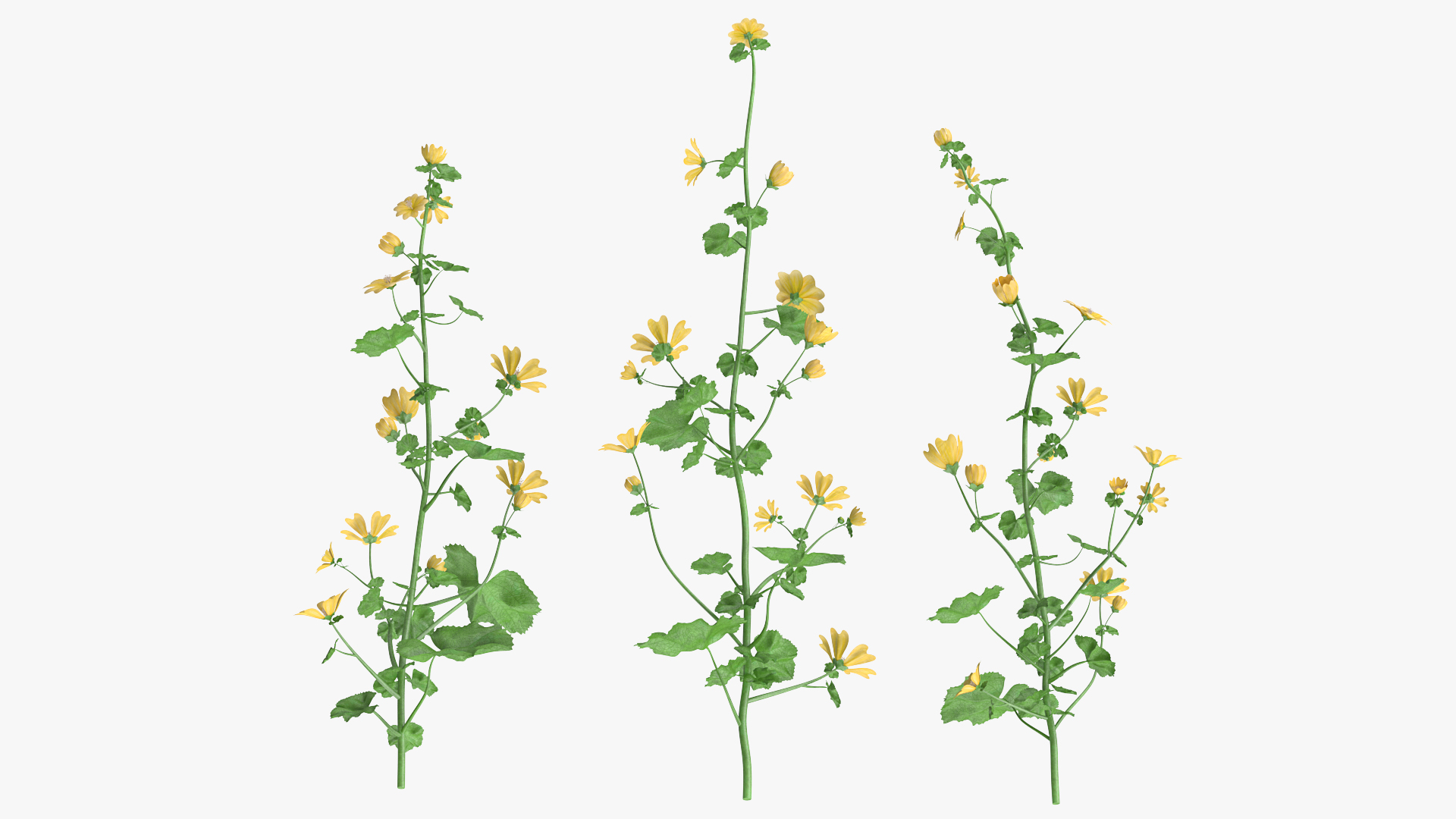 3D Wild Yellow Malva Set