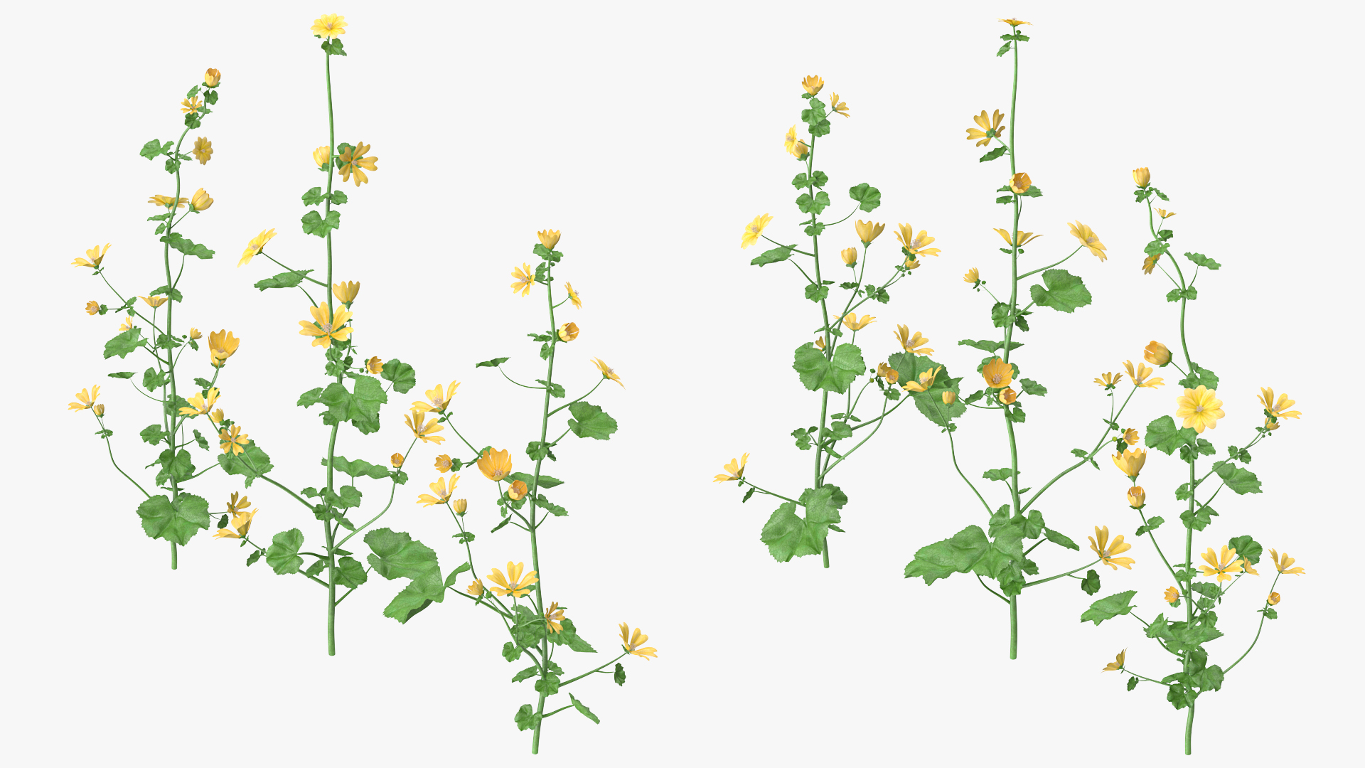 3D Wild Yellow Malva Set