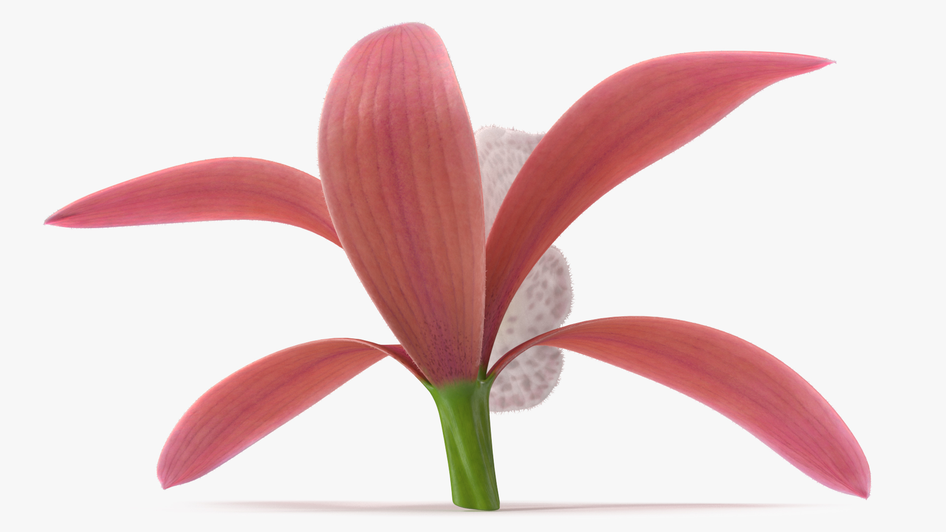 Orchid Flower Pink Fur 3D