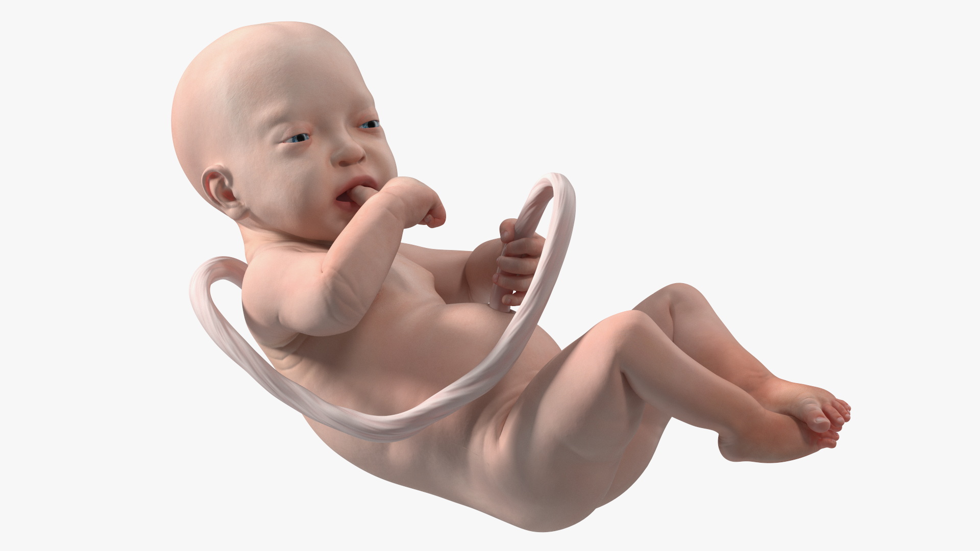 3D model Installation Artificial Uterus