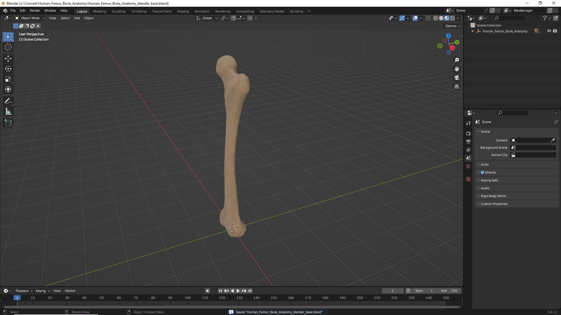 Human Femur Bone Anatomy - view 10