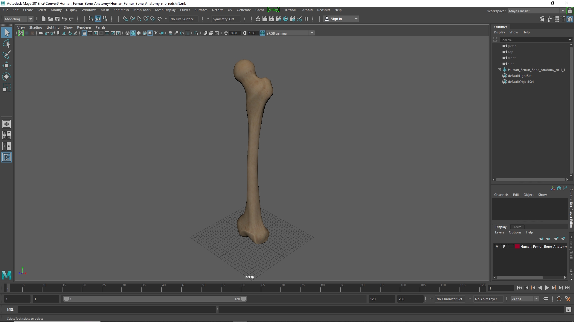 Human Femur Bone Anatomy - view 11