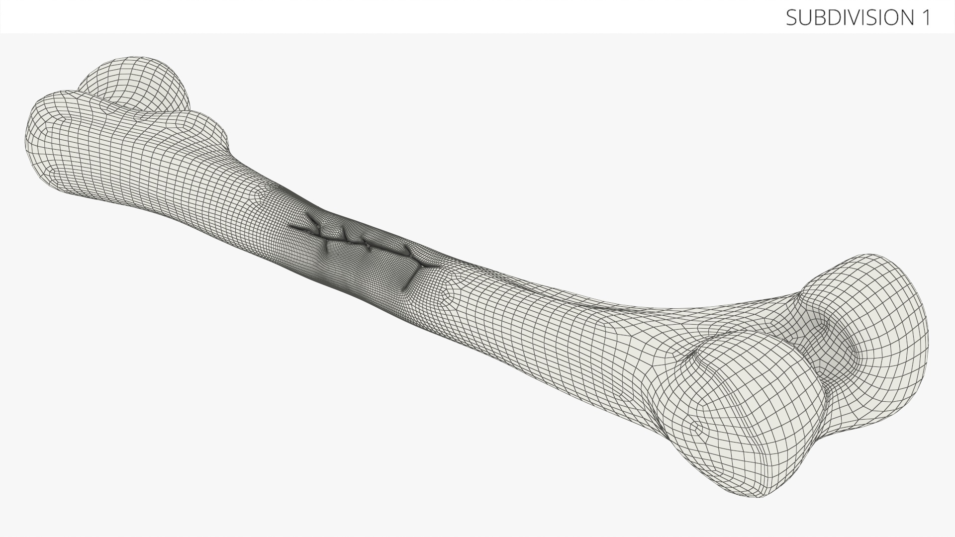 Human Femur Bone Anatomy - view 9