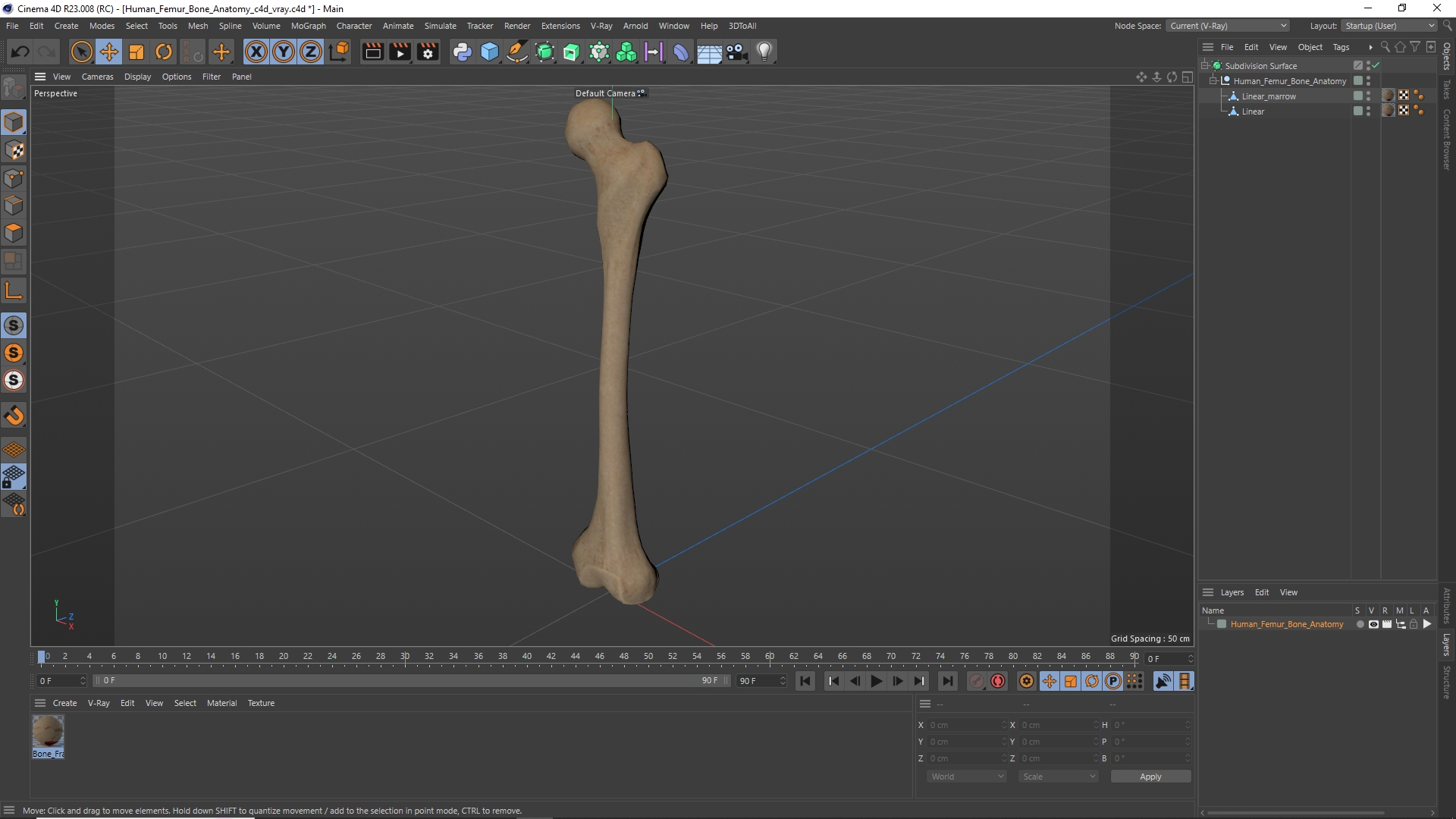Human Femur Bone Anatomy - view 12