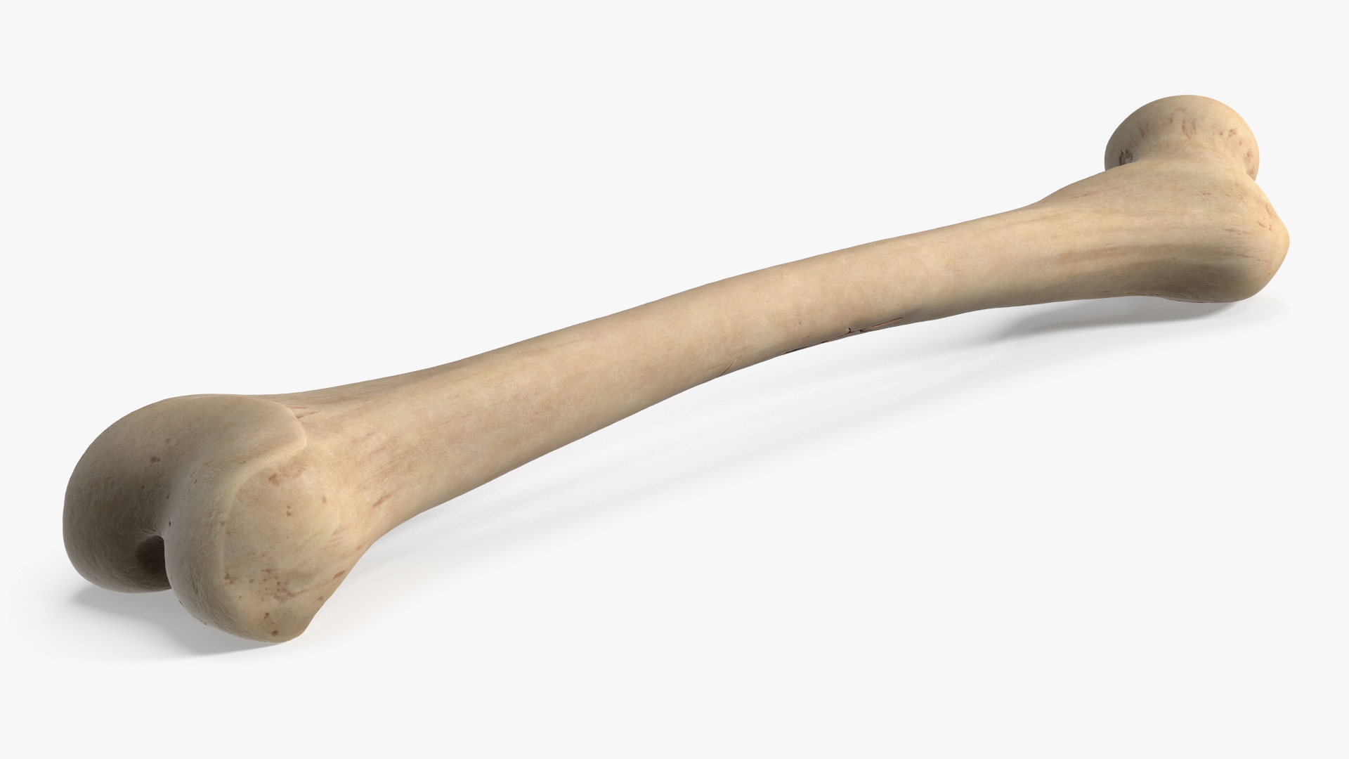 Human Femur Bone Anatomy - view 6