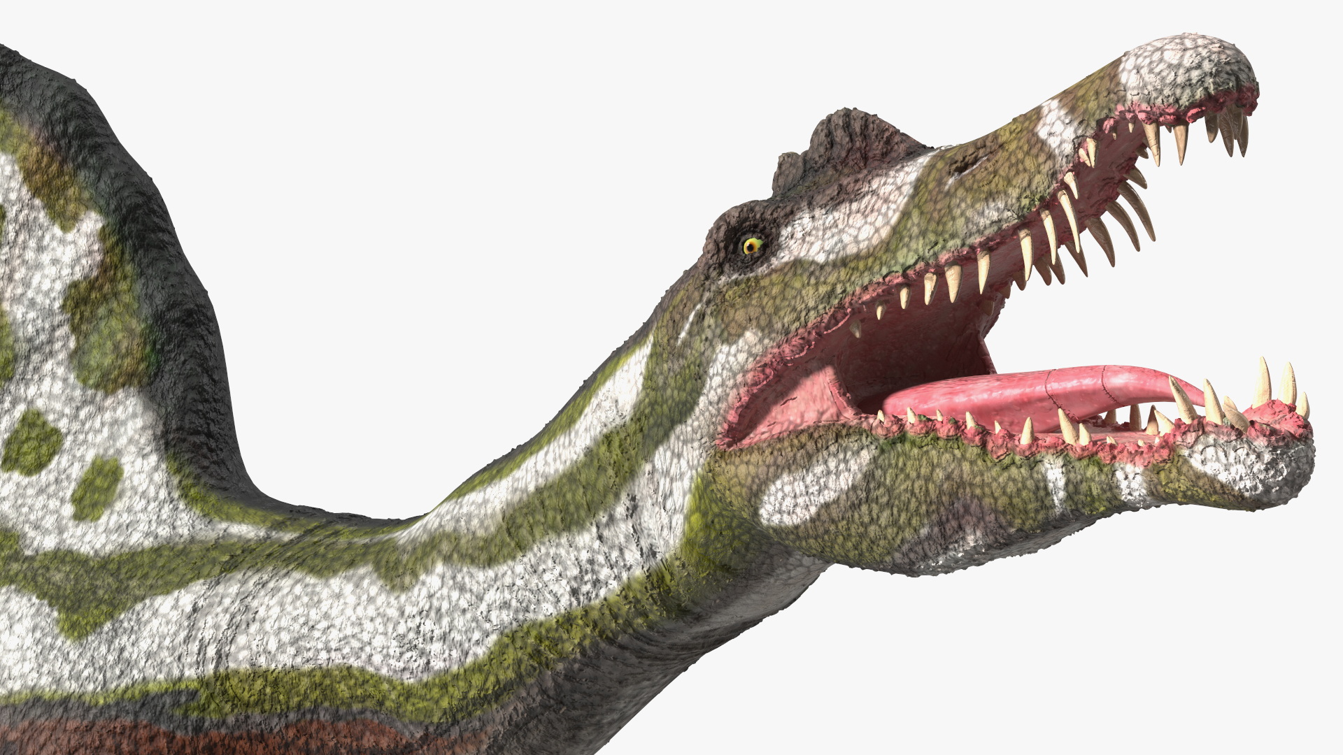 3D model Dinosaur Spinosaurus Green Swimming Pose