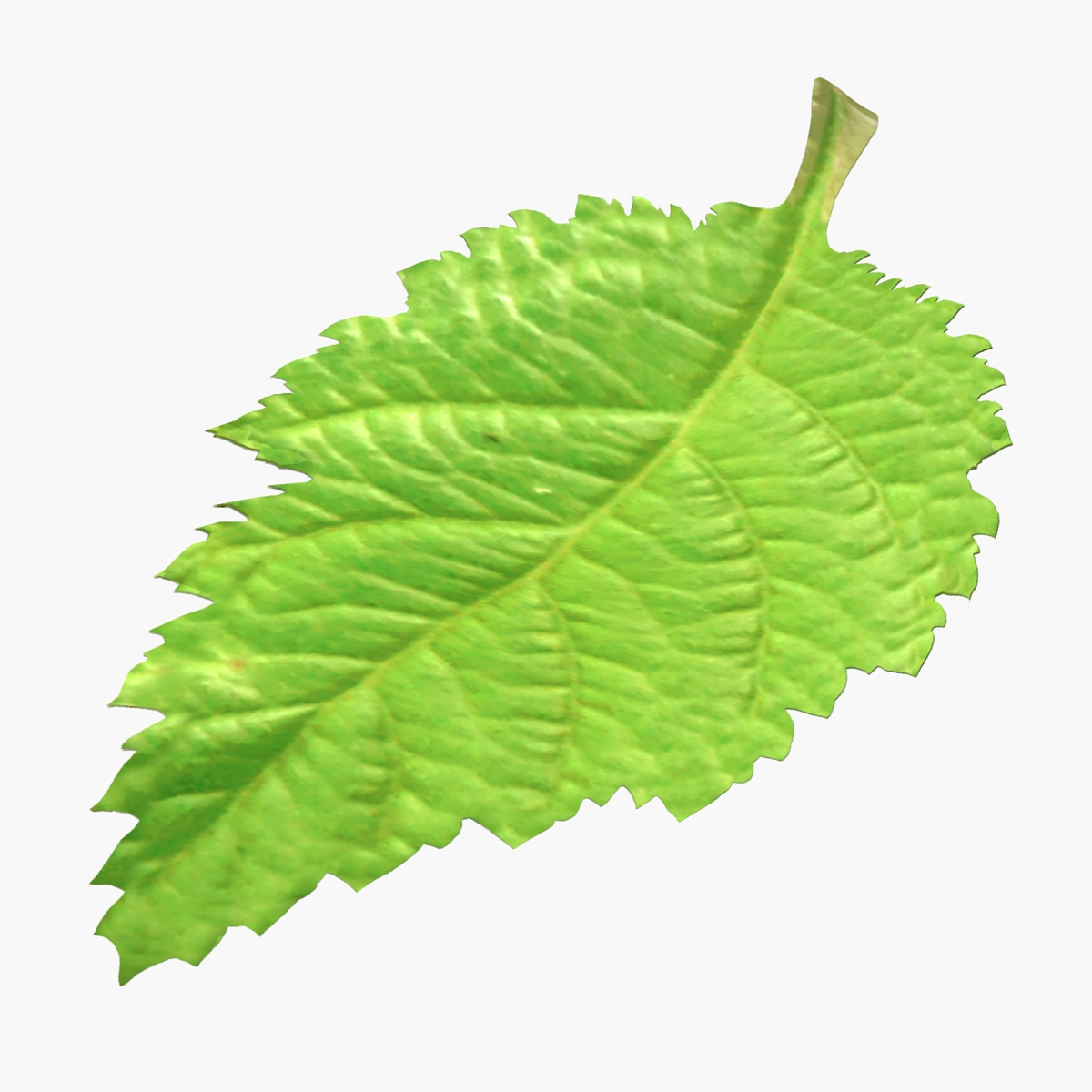 Blackberry Leaf 3D Model, view 3