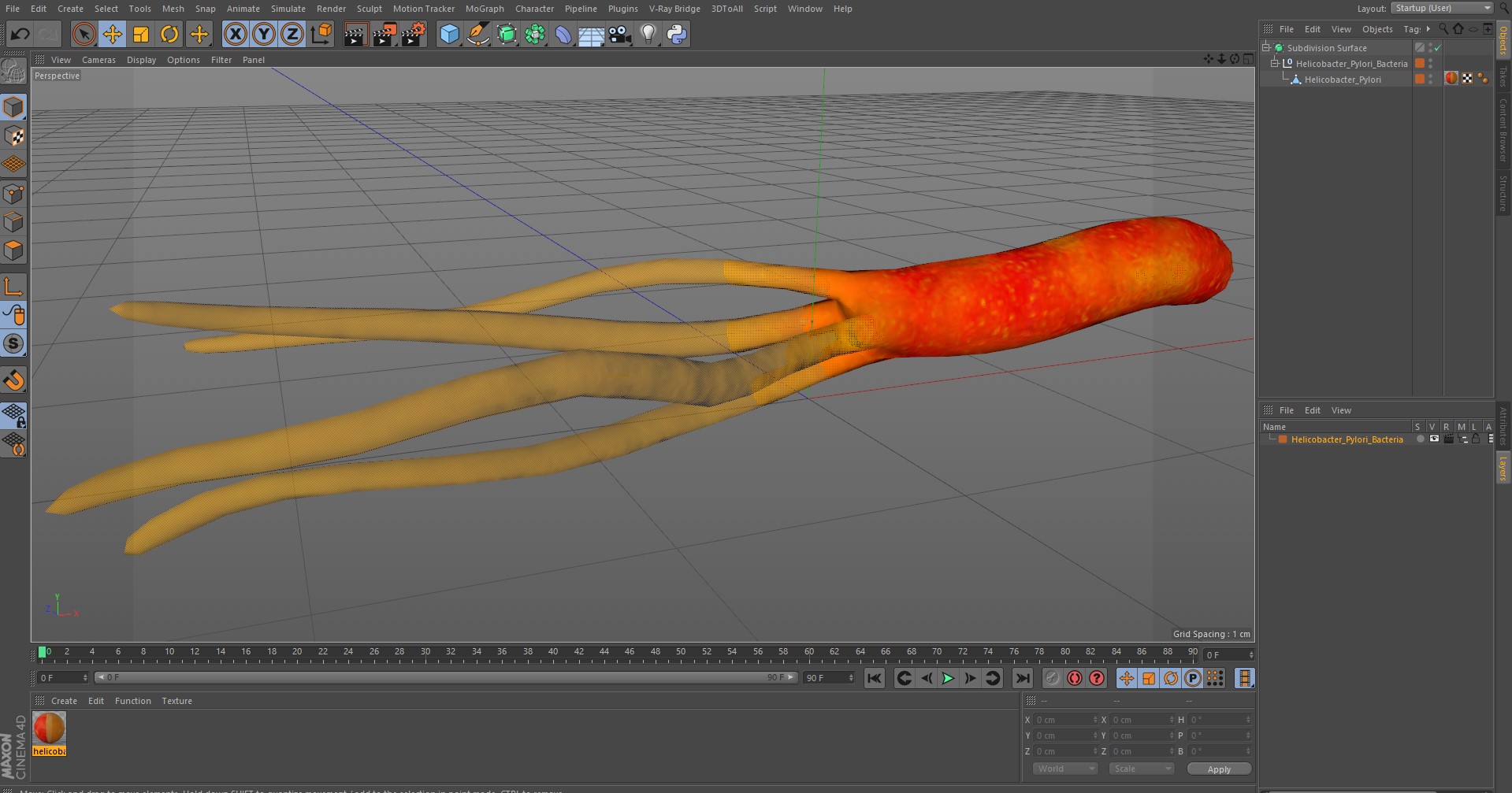 3D Helicobacter Pylori Bacteria model
