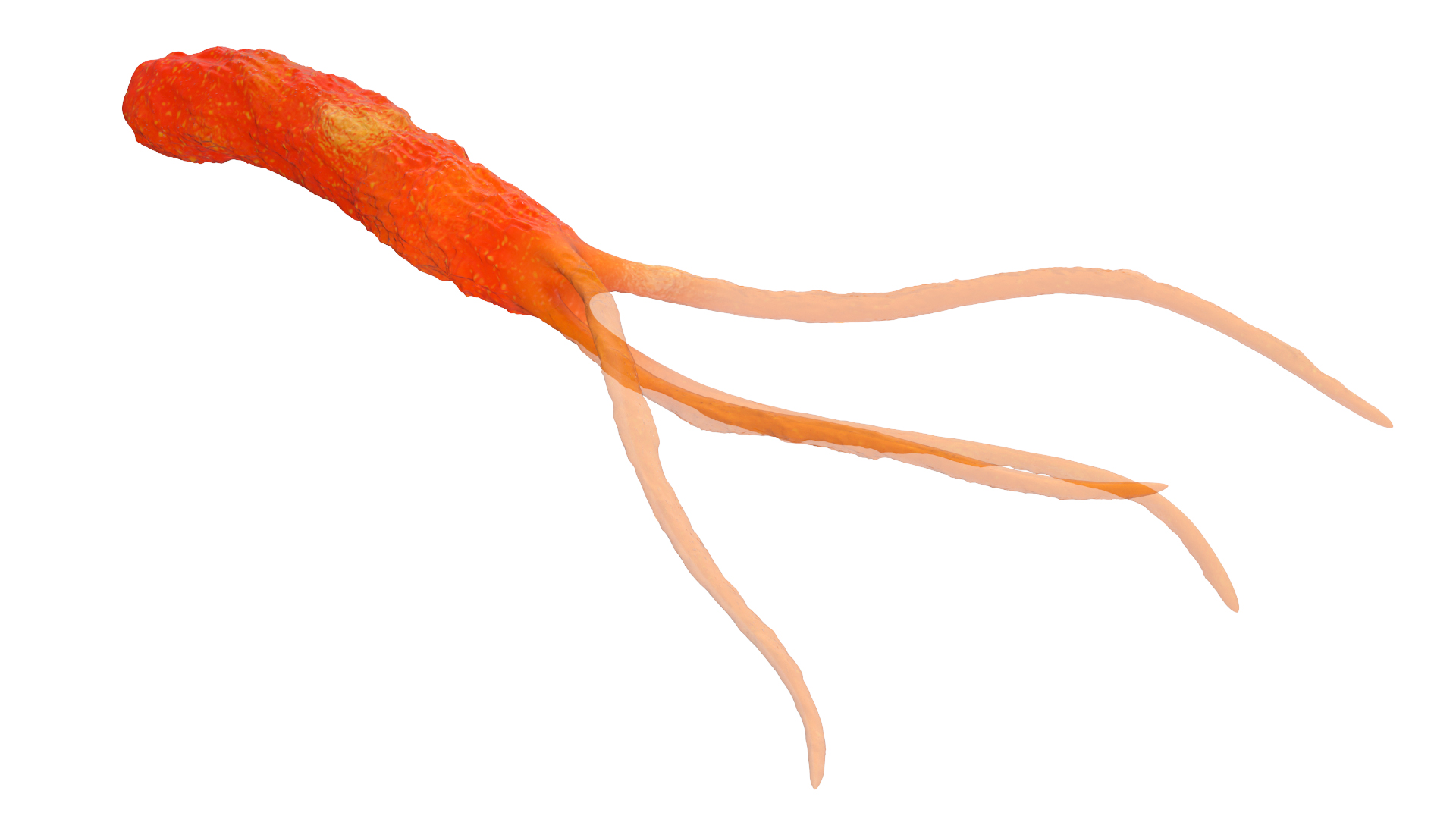 3D Helicobacter Pylori Bacteria model