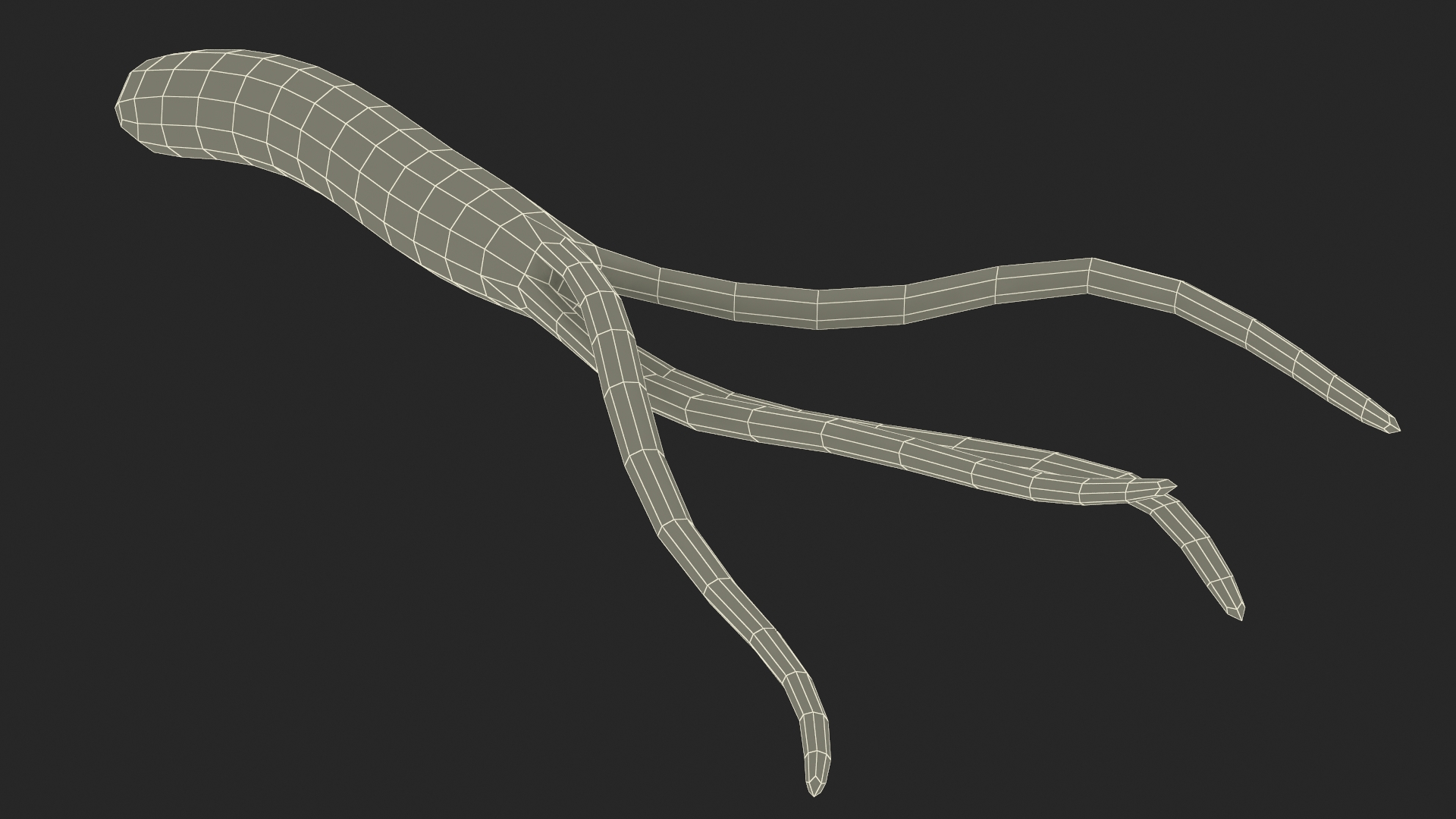 3D Helicobacter Pylori Bacteria model