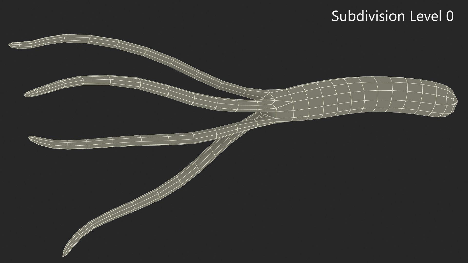 3D Helicobacter Pylori Bacteria model