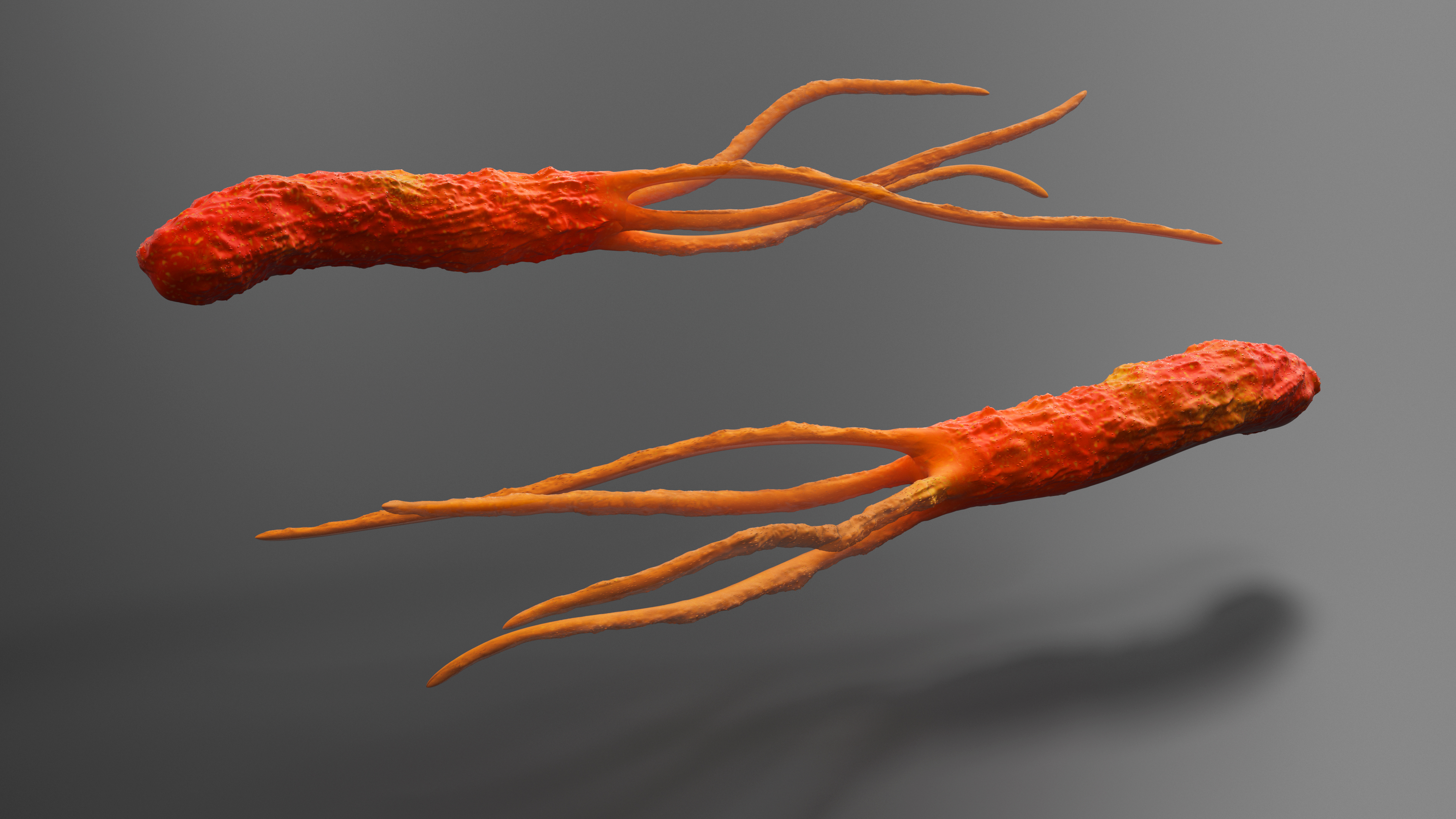 3D Helicobacter Pylori Bacteria model