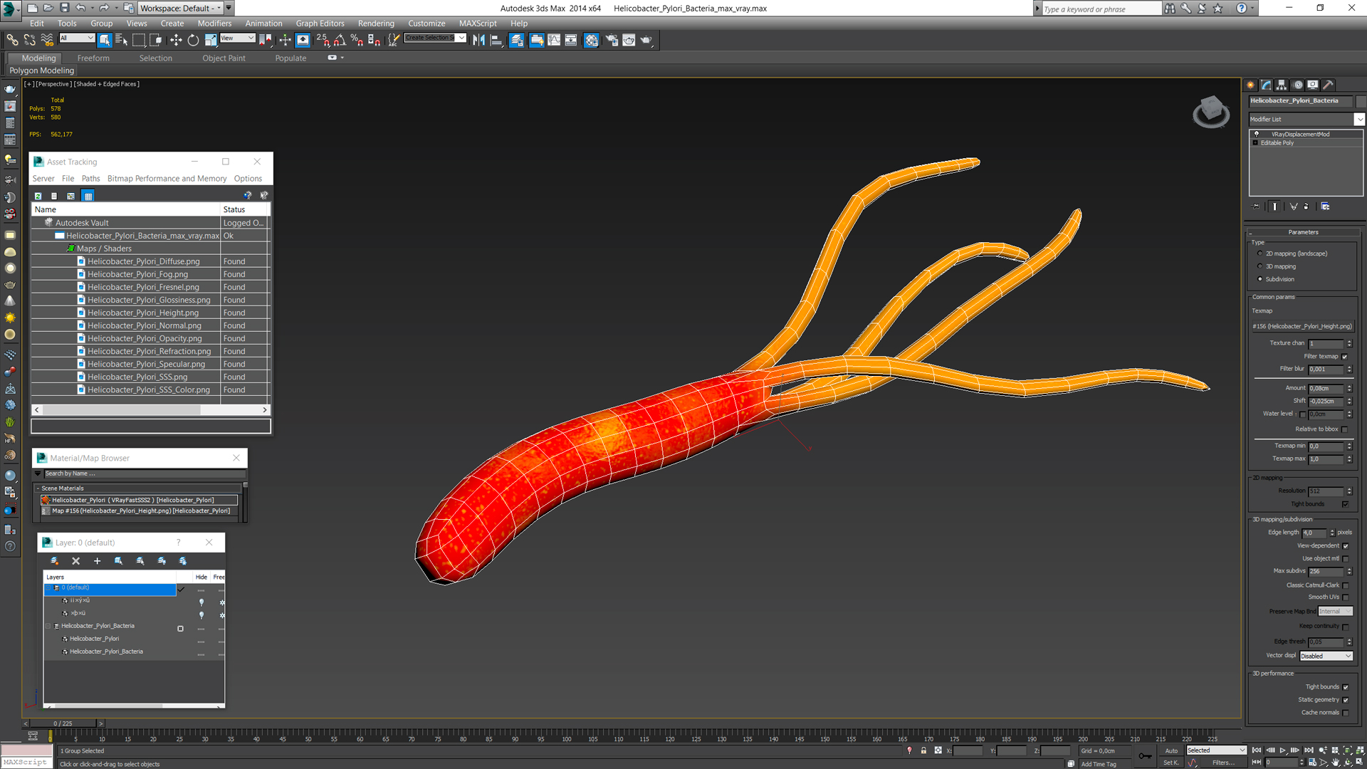 3D Helicobacter Pylori Bacteria model
