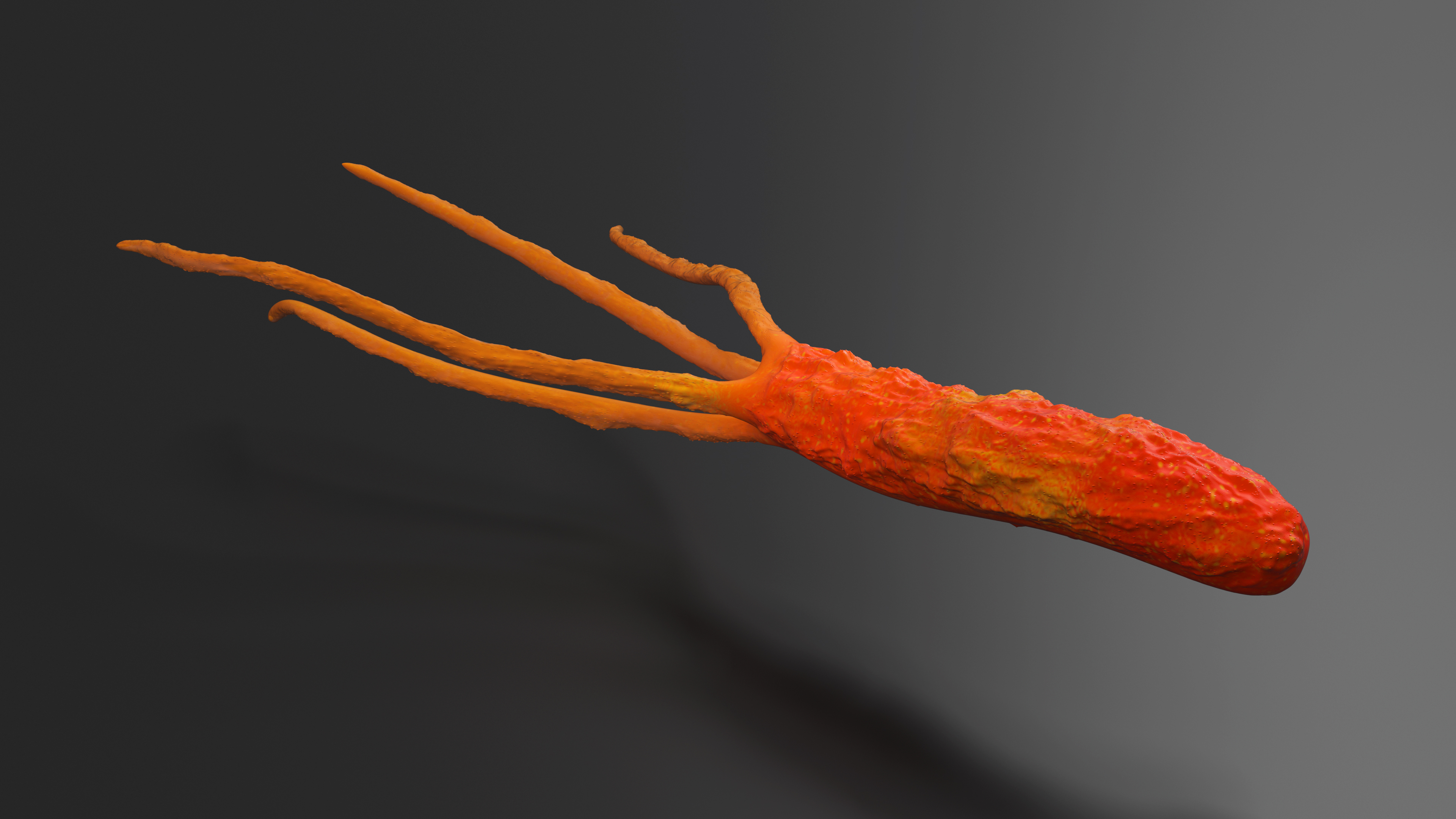 3D Helicobacter Pylori Bacteria model