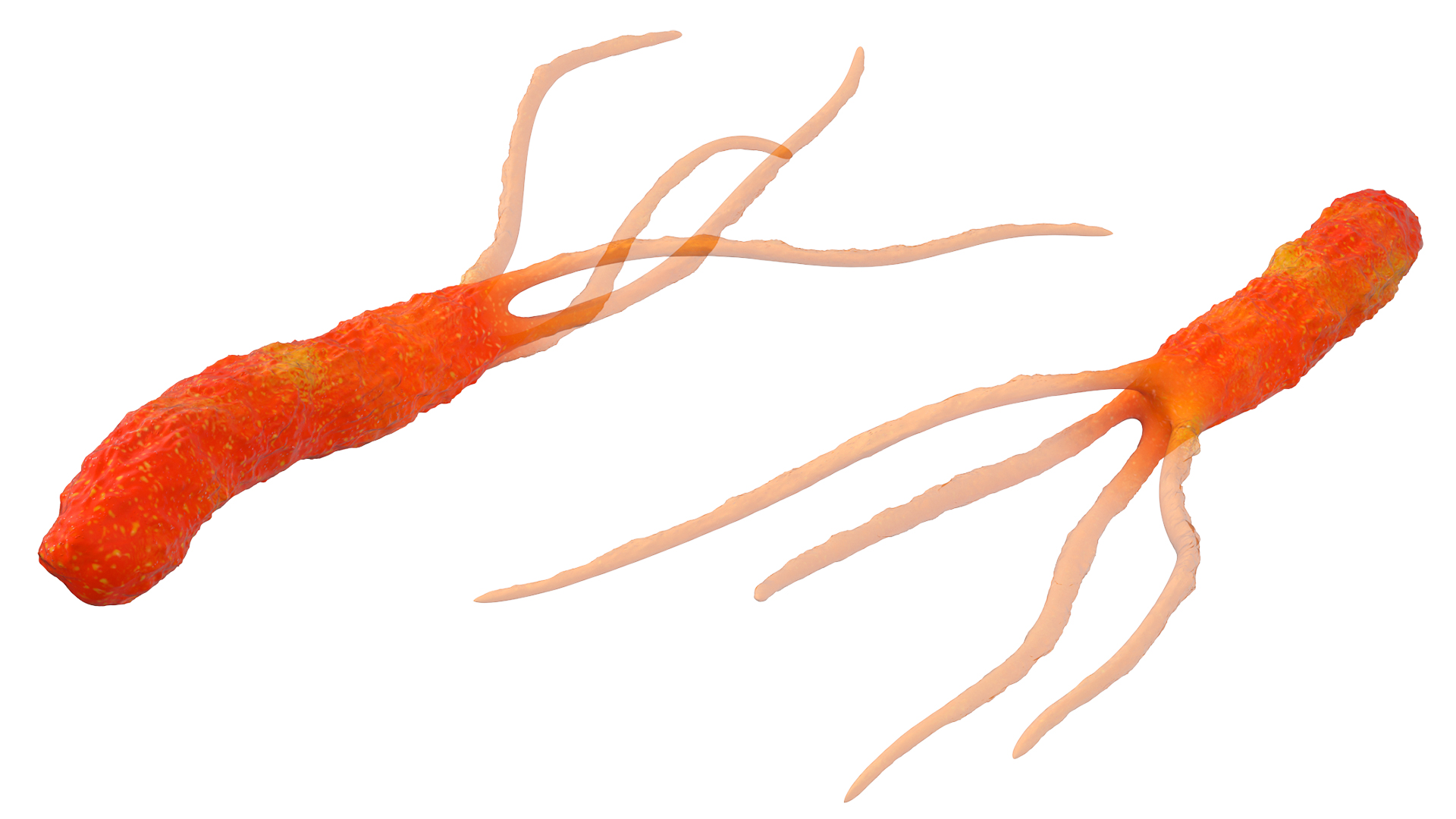 3D Helicobacter Pylori Bacteria model