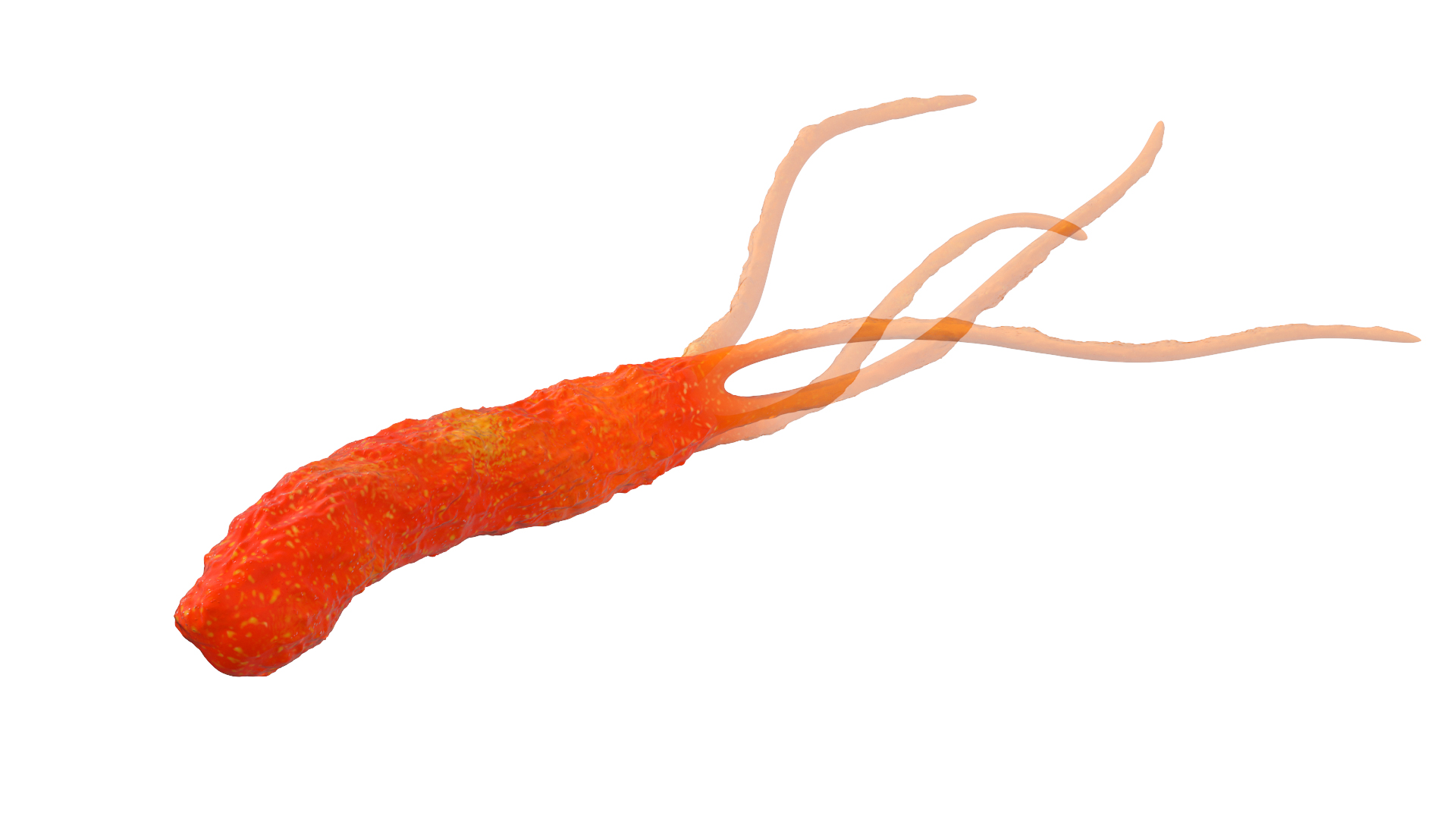 3D Helicobacter Pylori Bacteria model