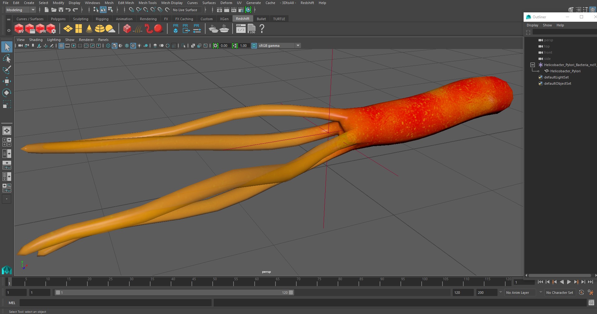 3D Helicobacter Pylori Bacteria model