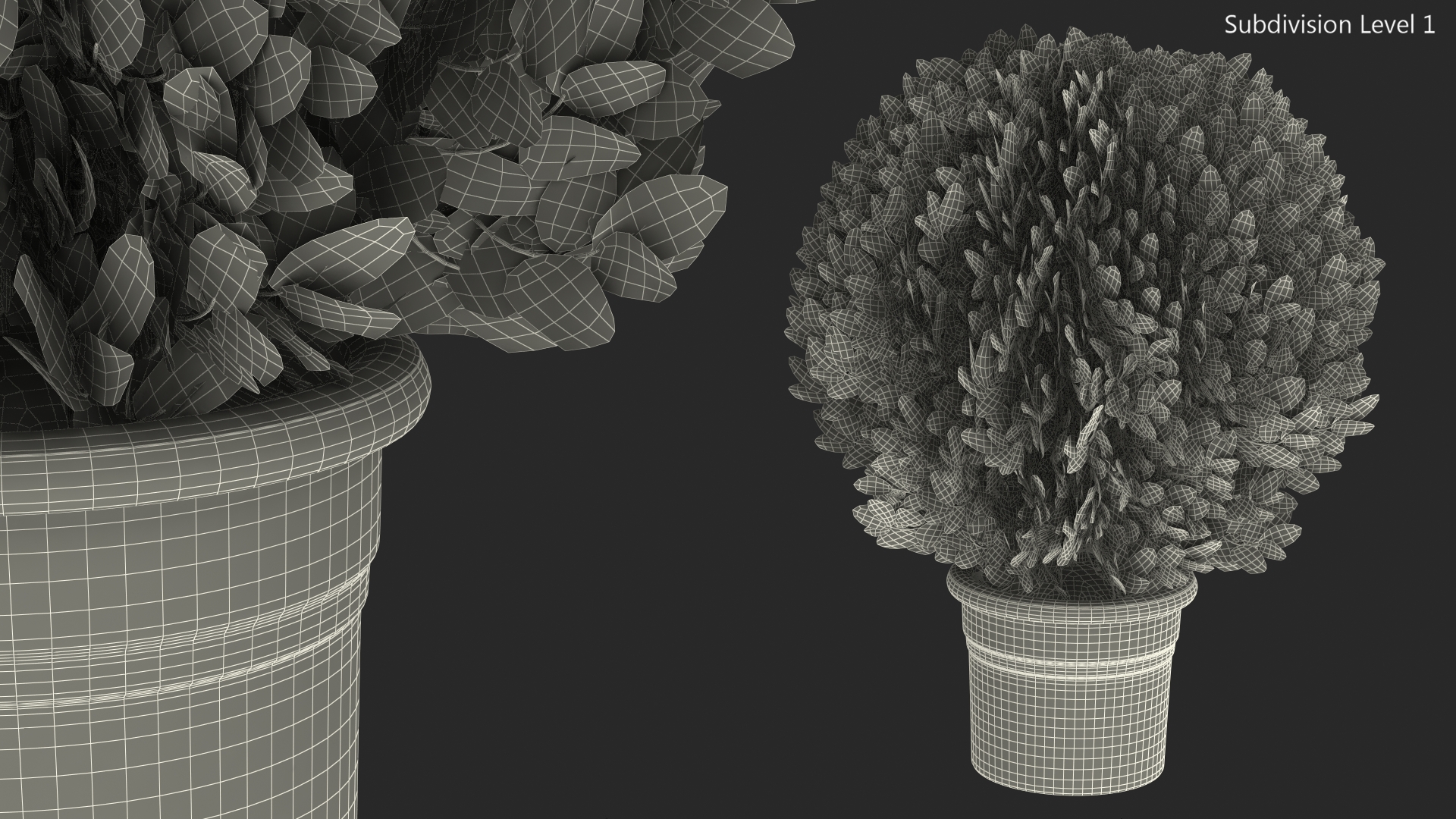 3D Platycladus Pot Plant