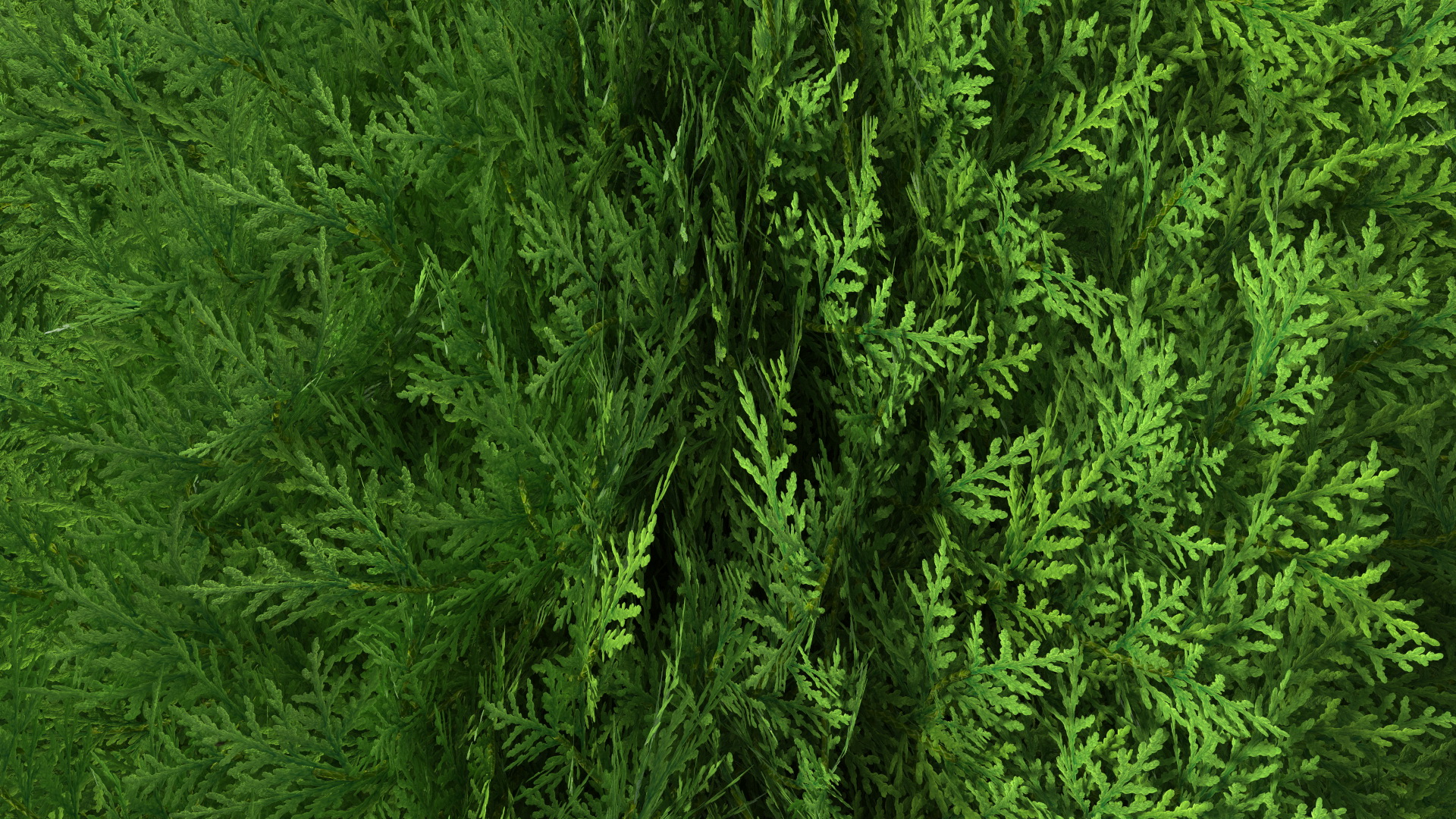 3D Platycladus Pot Plant