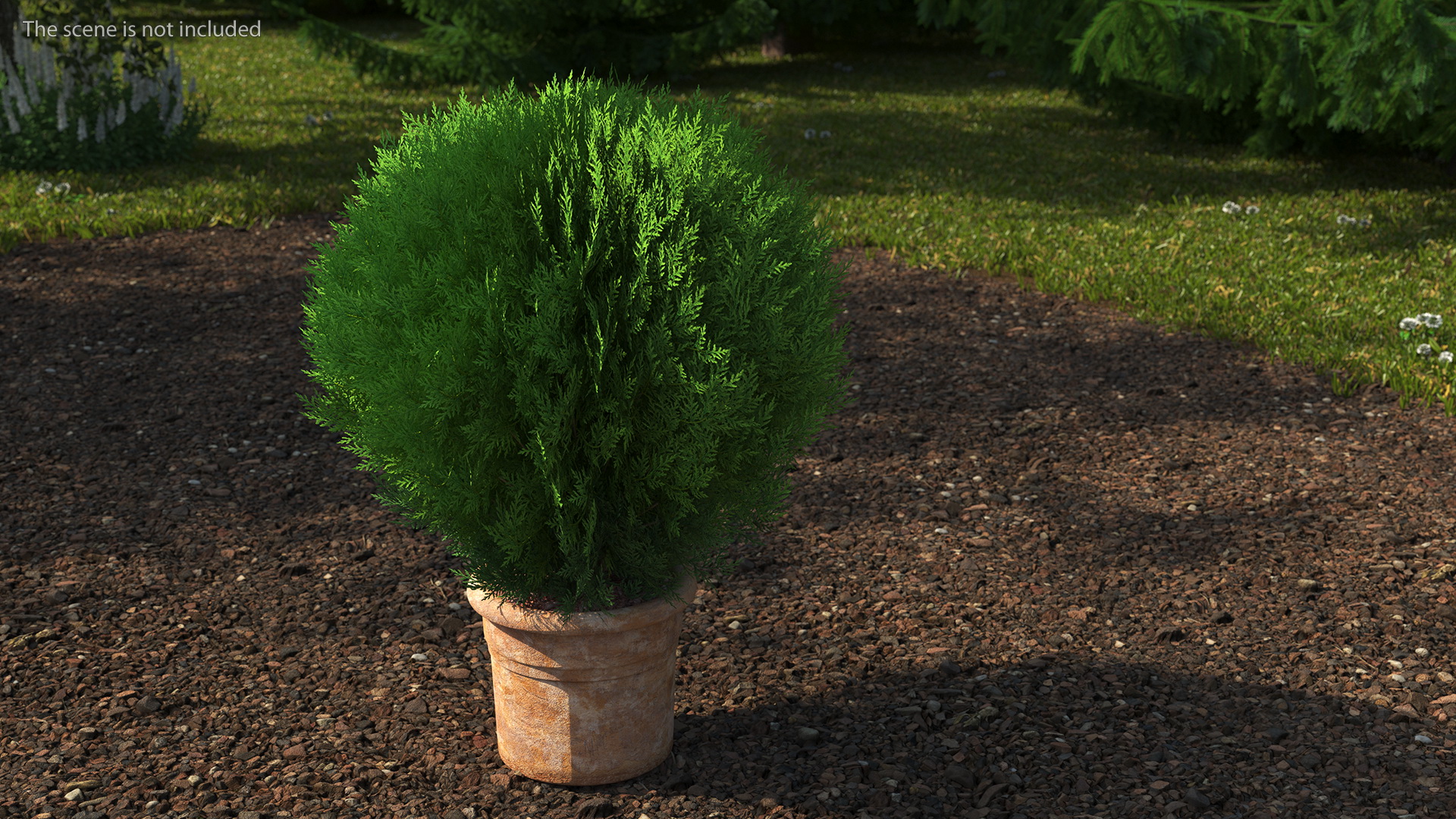 3D Platycladus Pot Plant