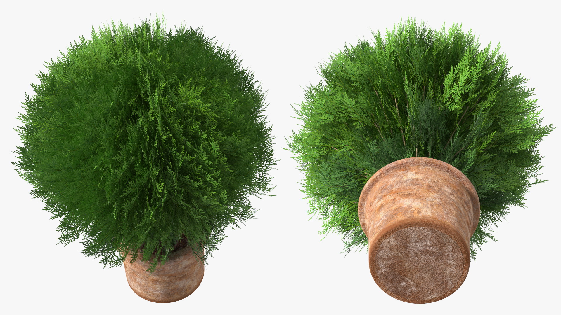 3D Platycladus Pot Plant