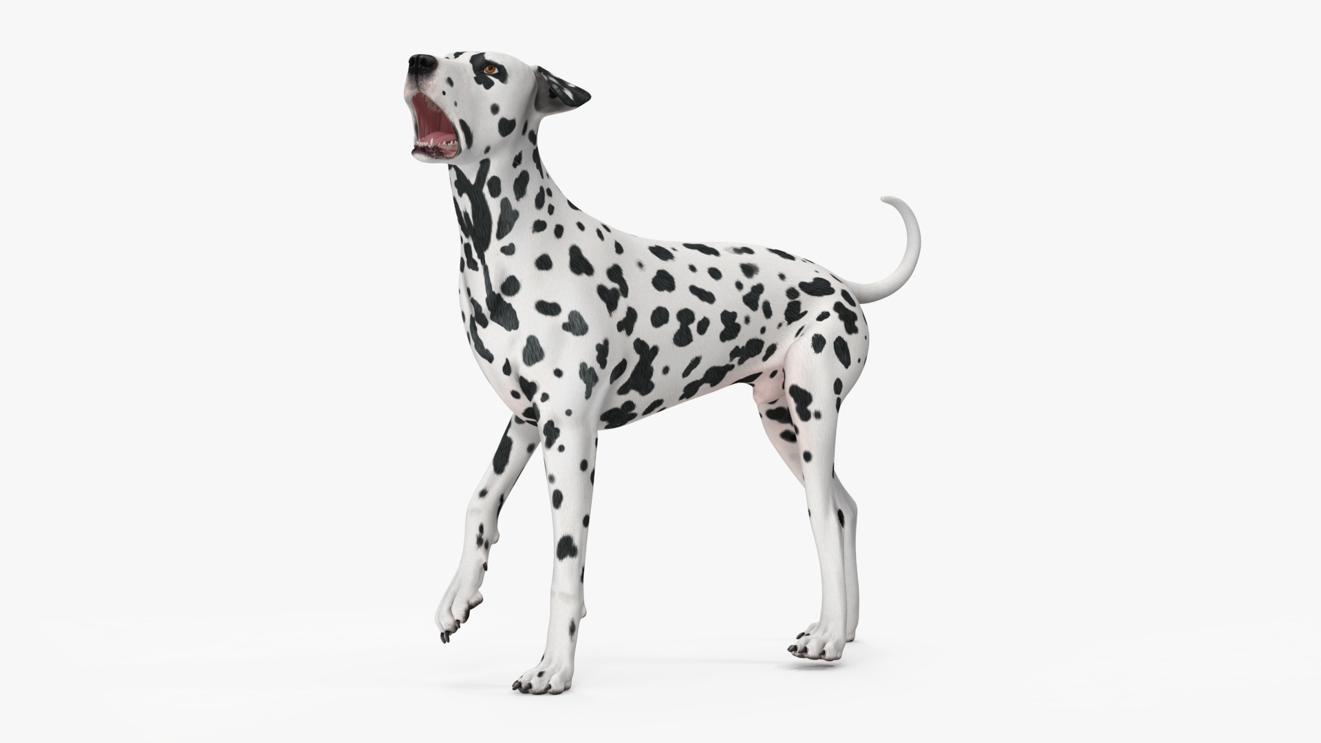 3D Spotted Dalmatian Dog Rigged model