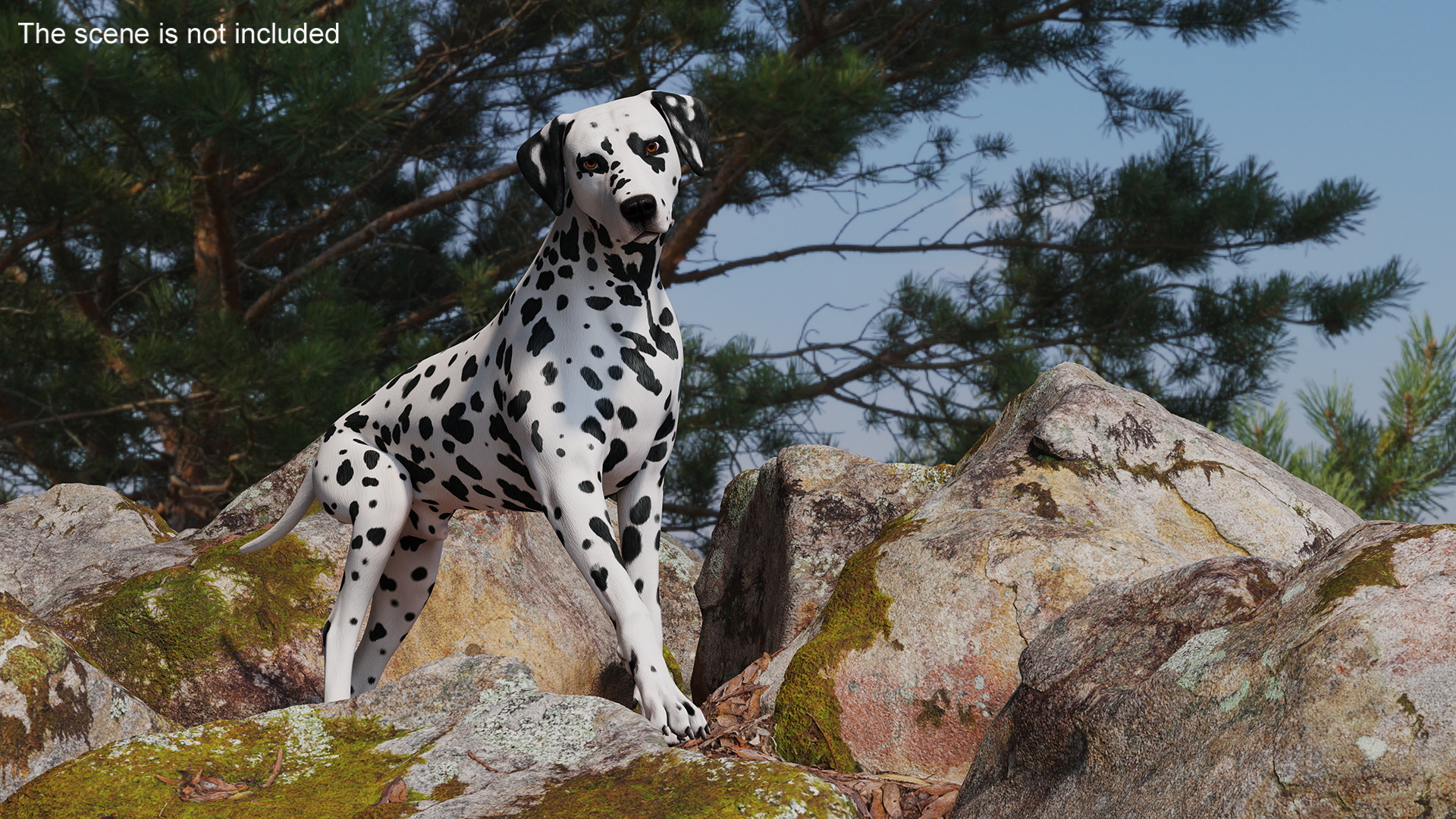 3D Spotted Dalmatian Dog Rigged model