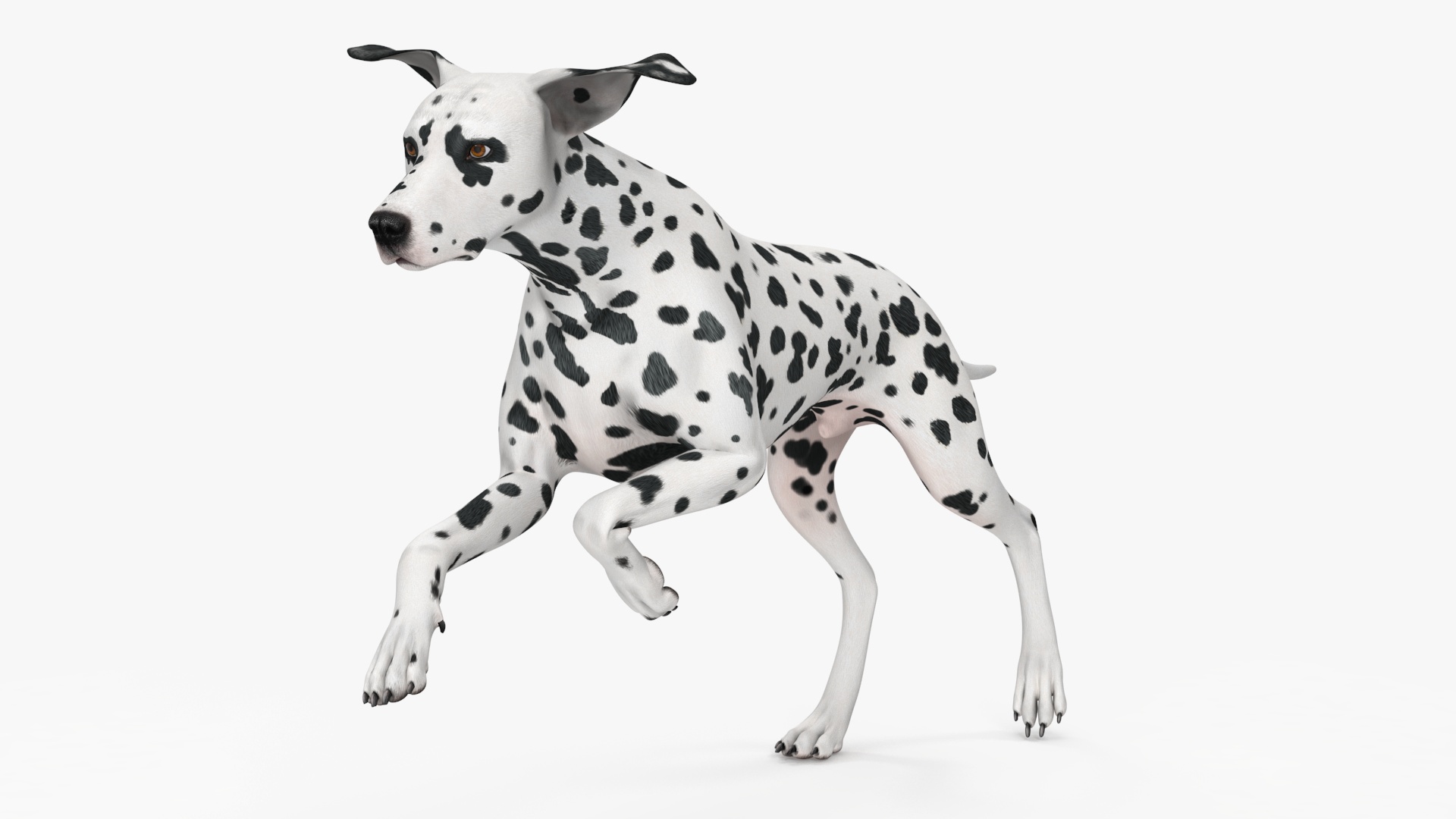 3D Spotted Dalmatian Dog Rigged model
