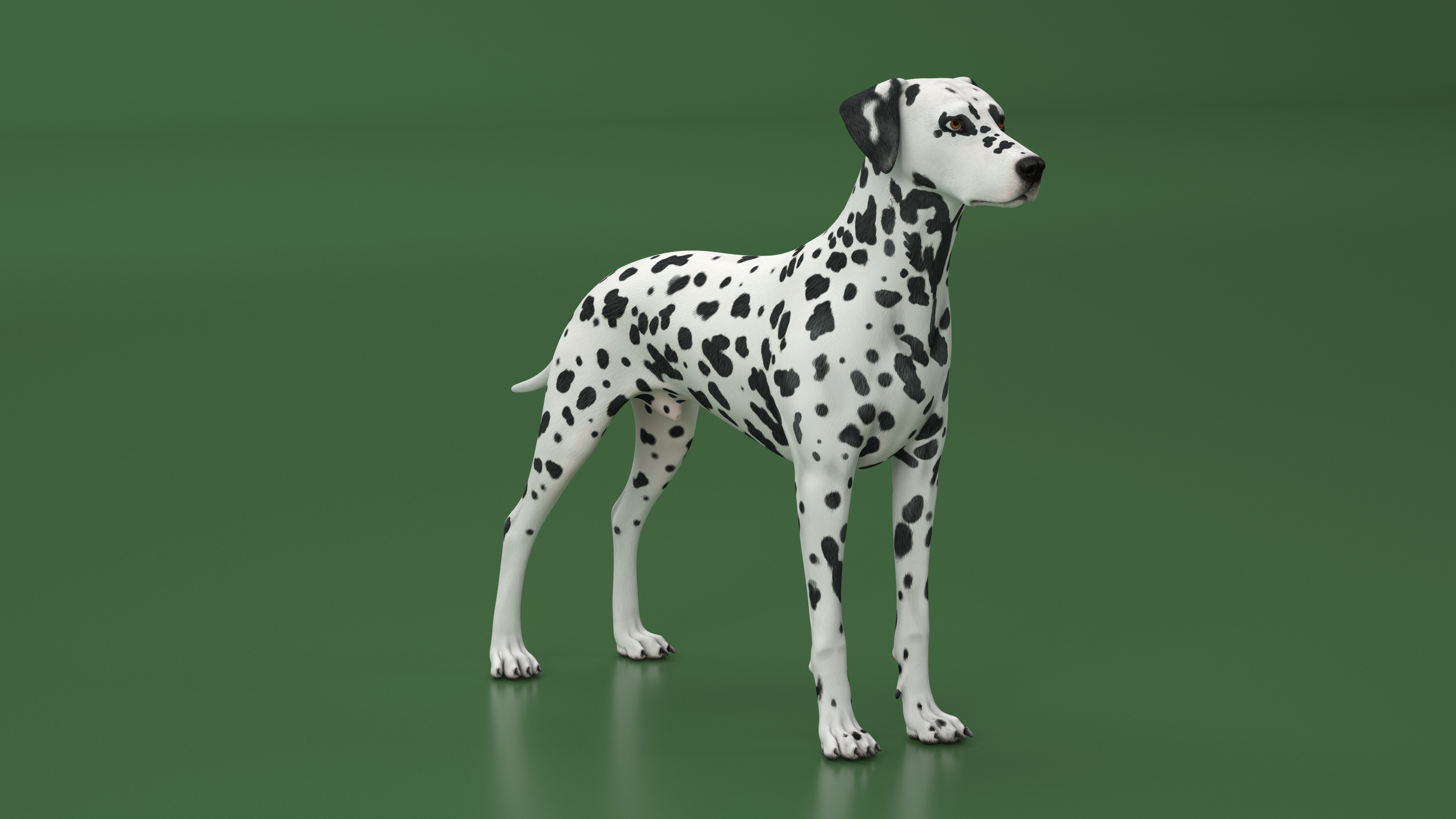 3D Spotted Dalmatian Dog Rigged model