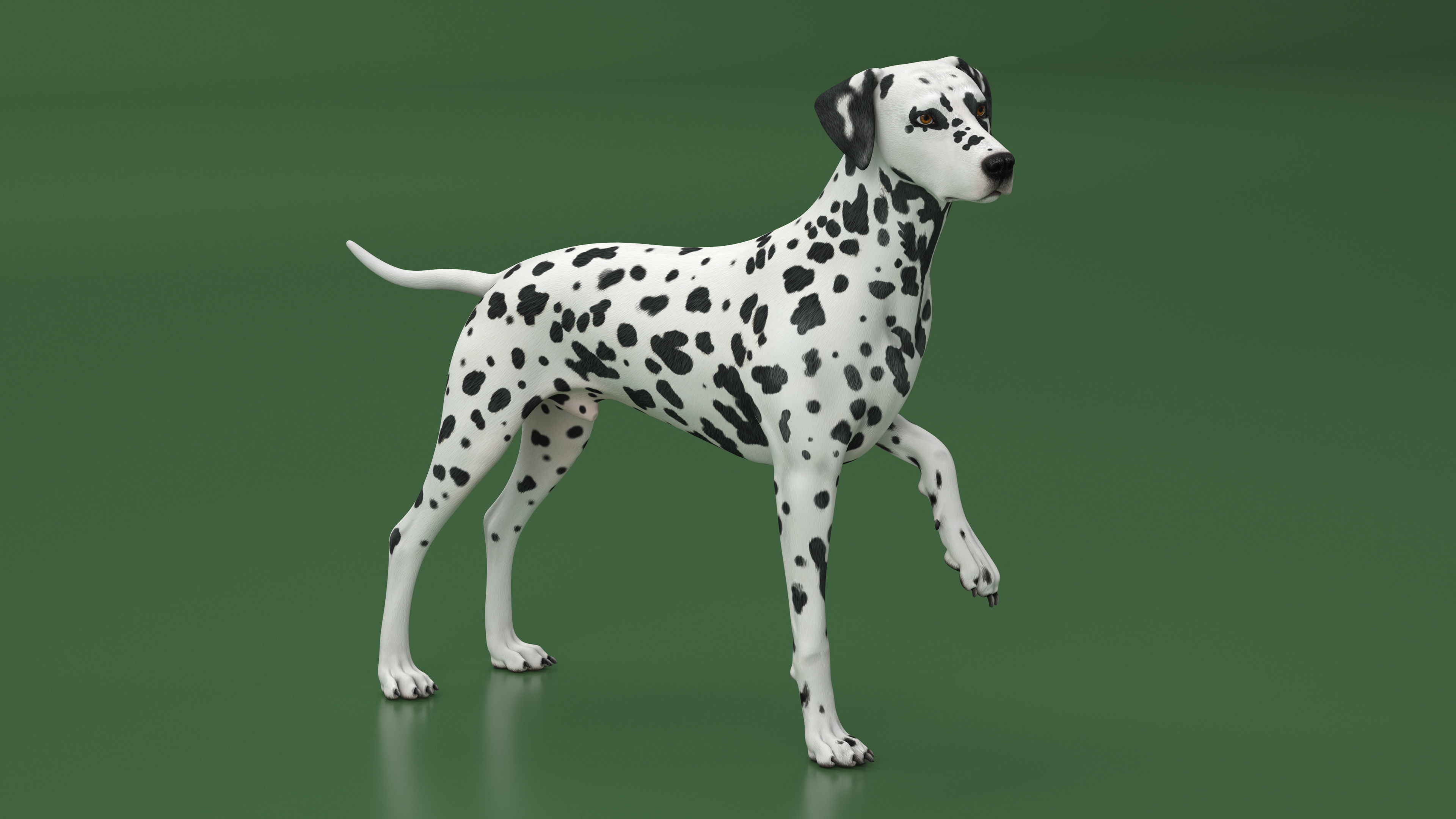 3D Spotted Dalmatian Dog Rigged model