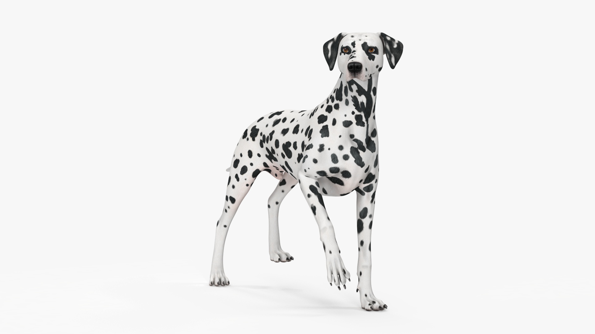 3D Spotted Dalmatian Dog Rigged model