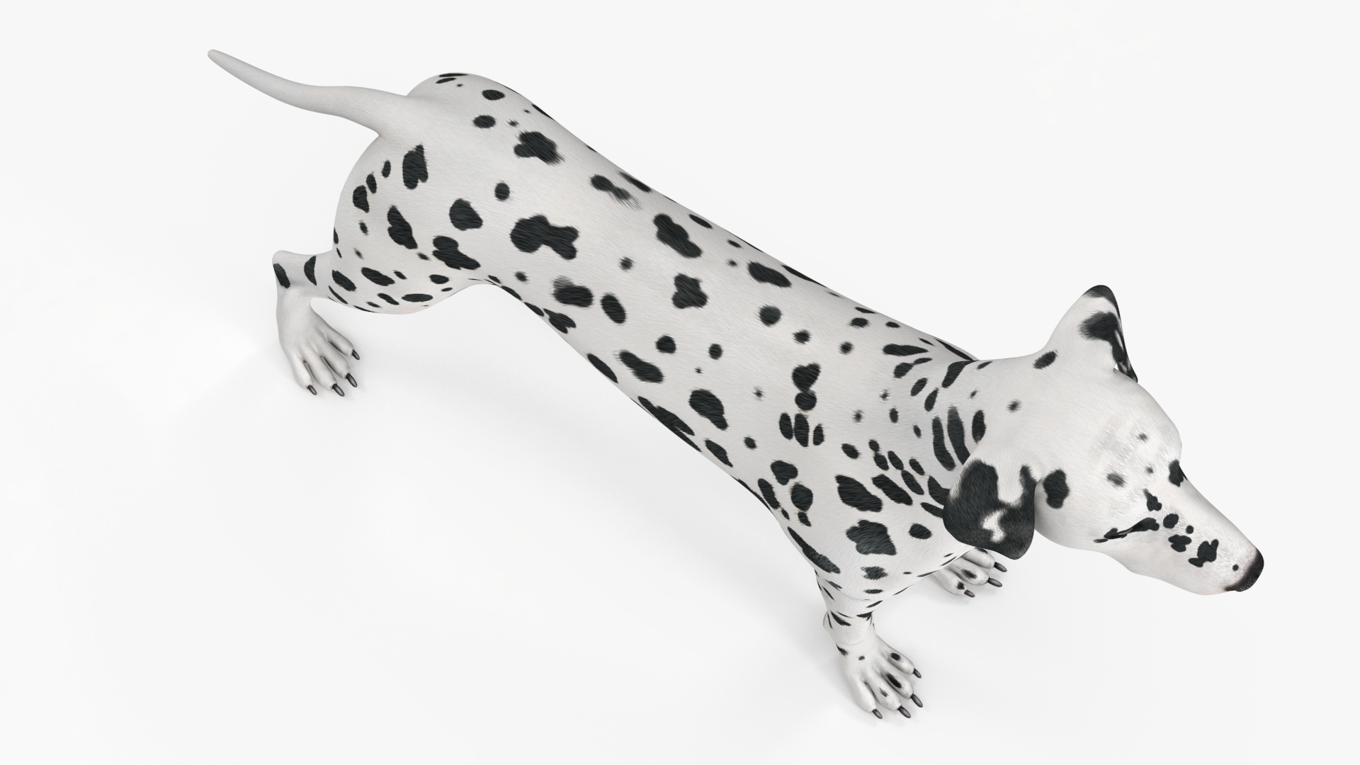 3D Spotted Dalmatian Dog Rigged model