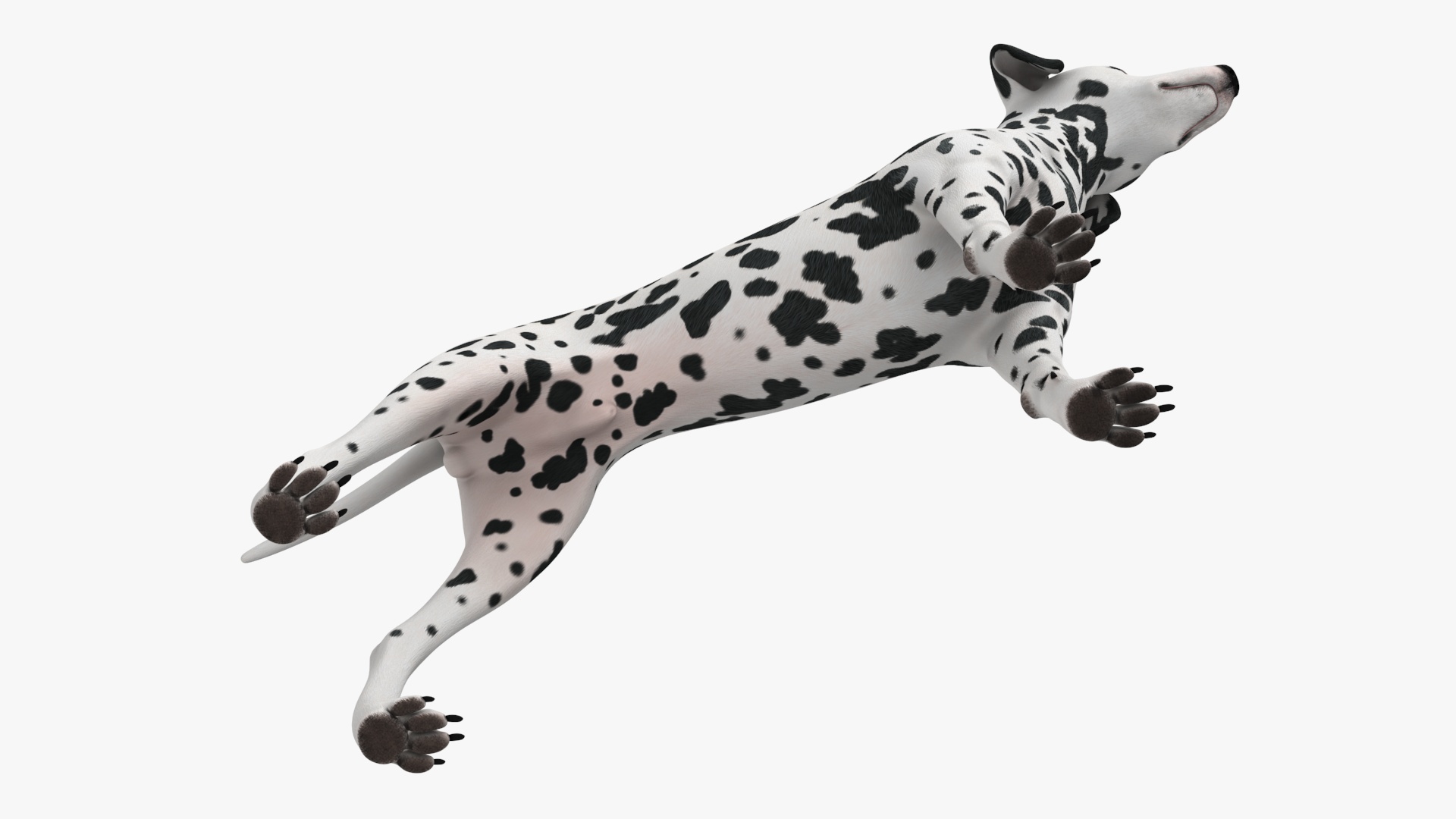 3D Spotted Dalmatian Dog Rigged model