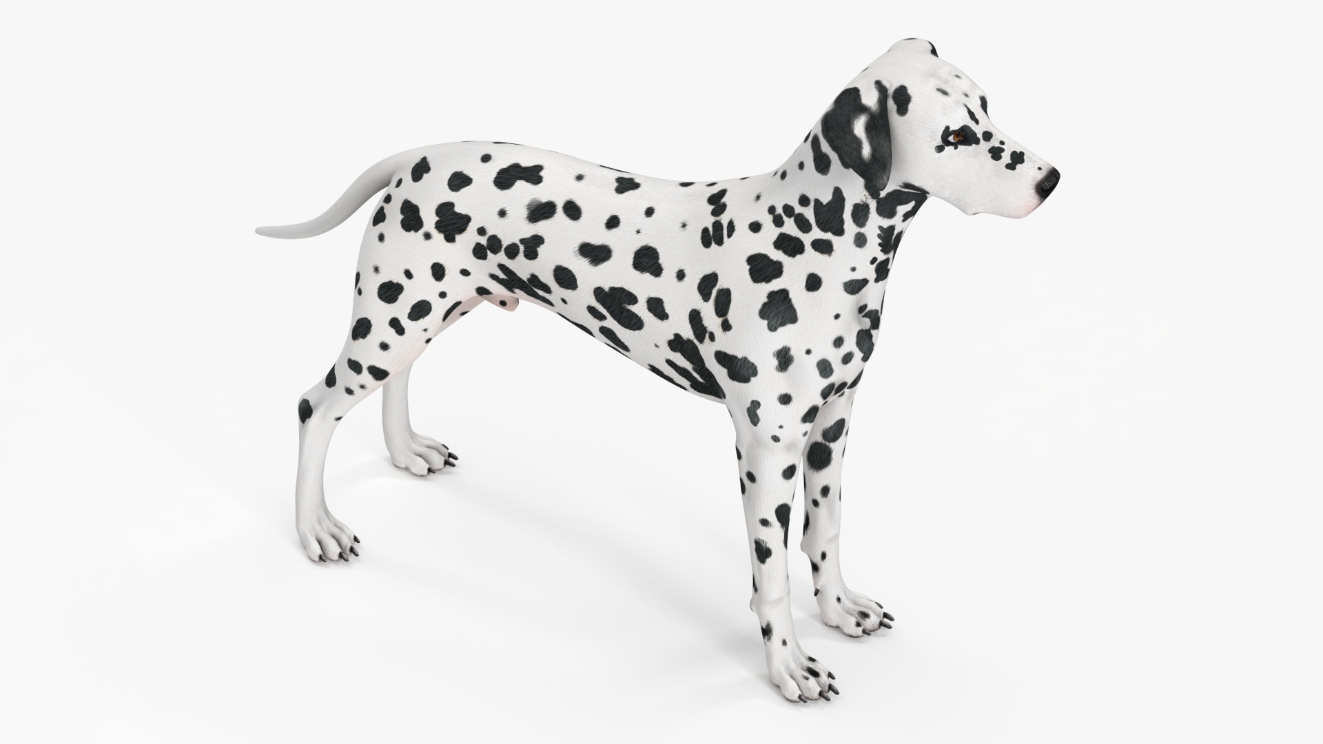 3D Spotted Dalmatian Dog Rigged model