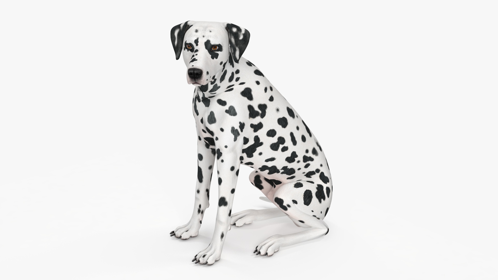 3D Spotted Dalmatian Dog Rigged model