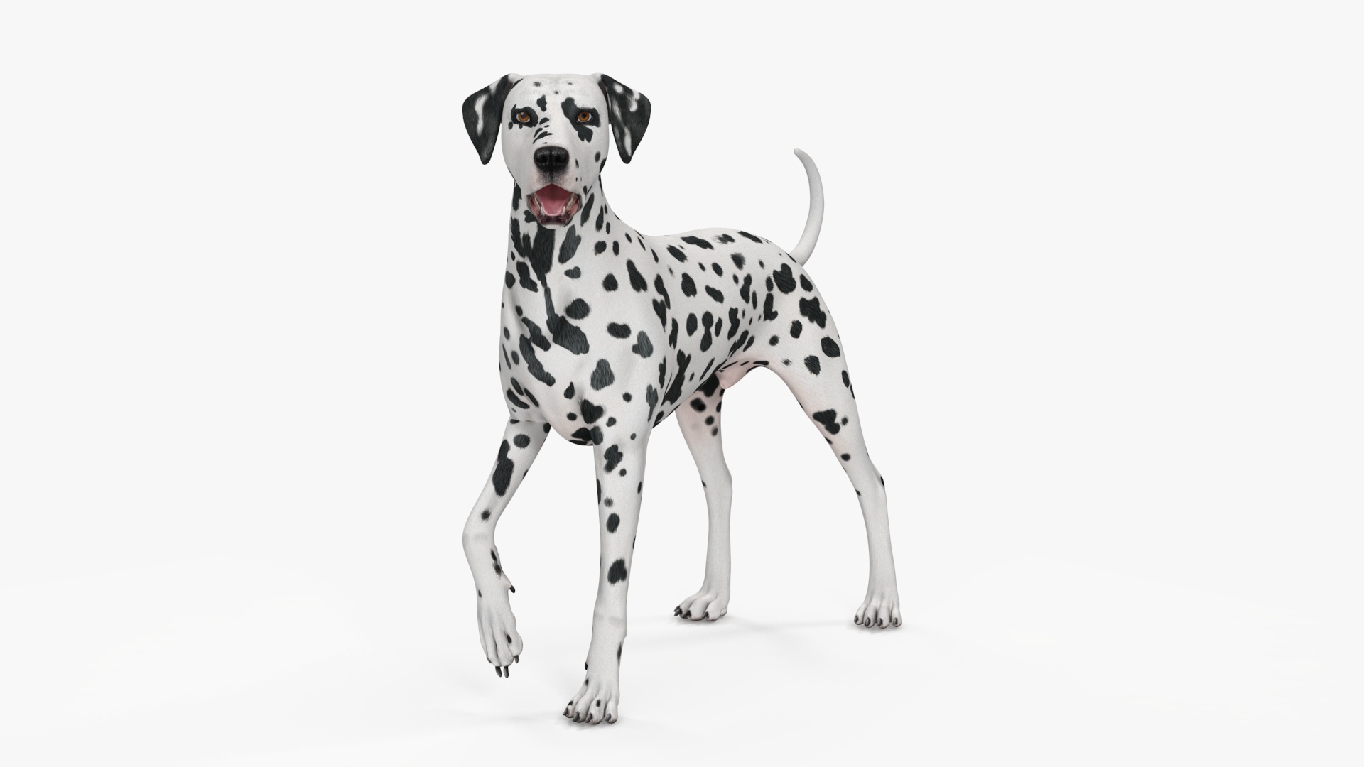 3D Spotted Dalmatian Dog Rigged model