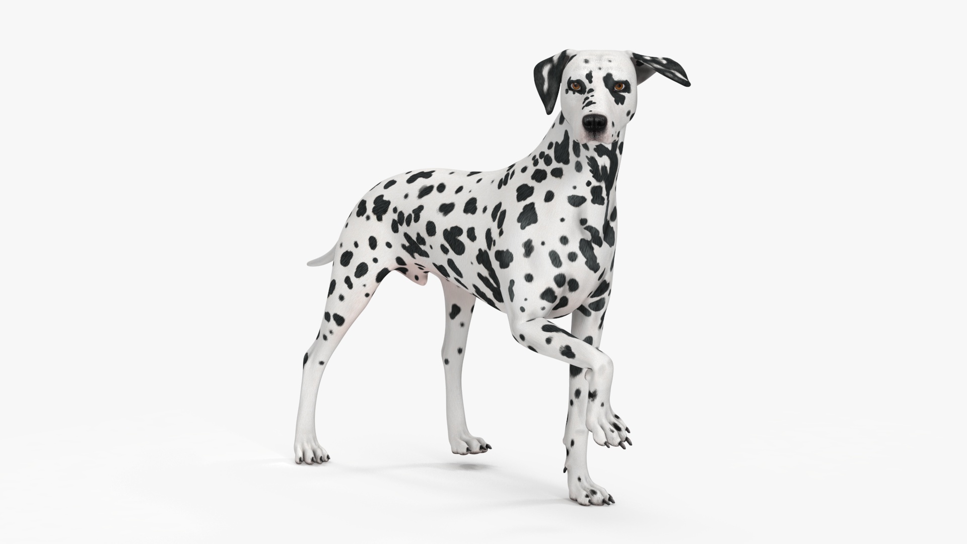 3D Spotted Dalmatian Dog Rigged model