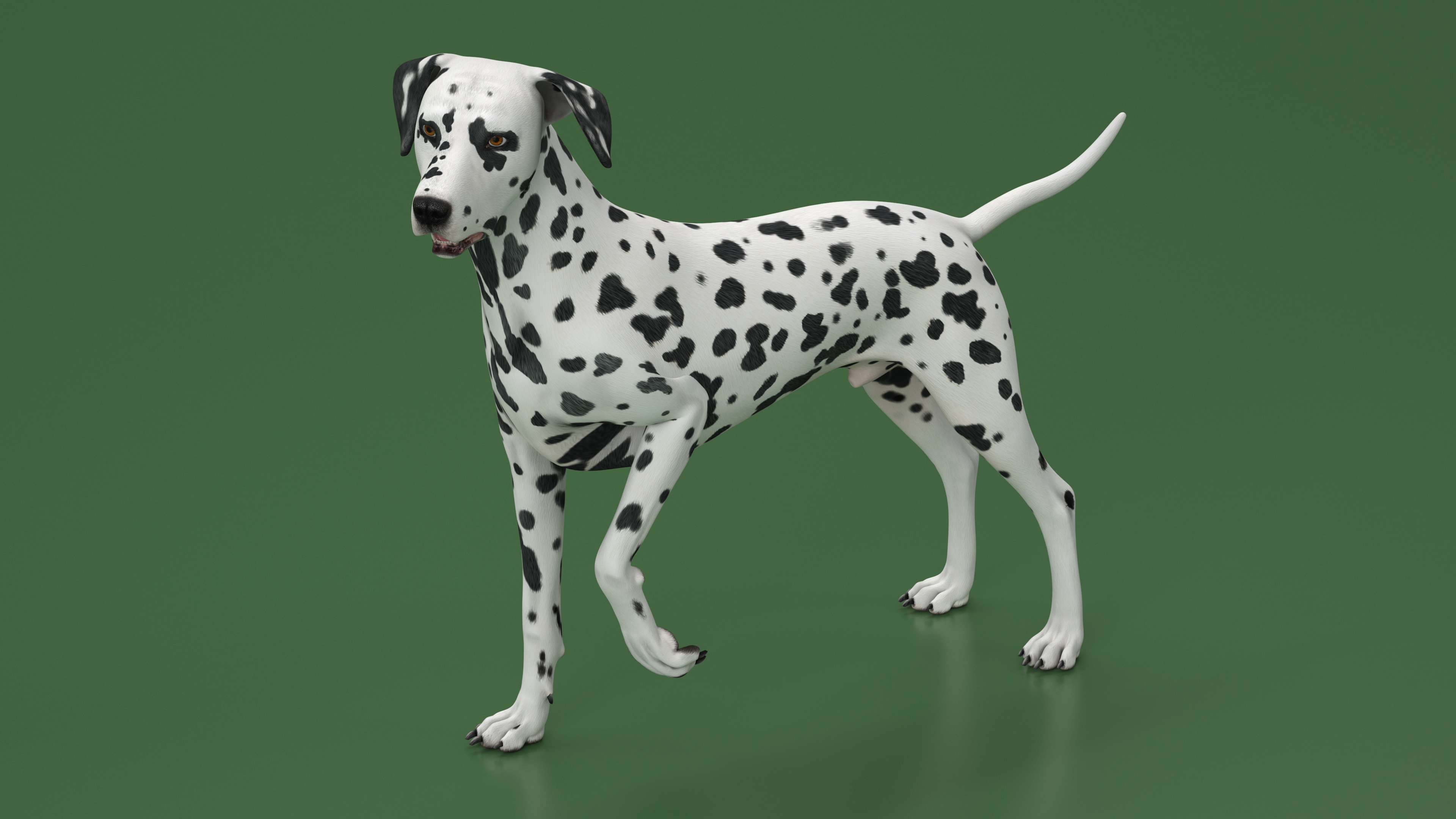 3D Spotted Dalmatian Dog Rigged model