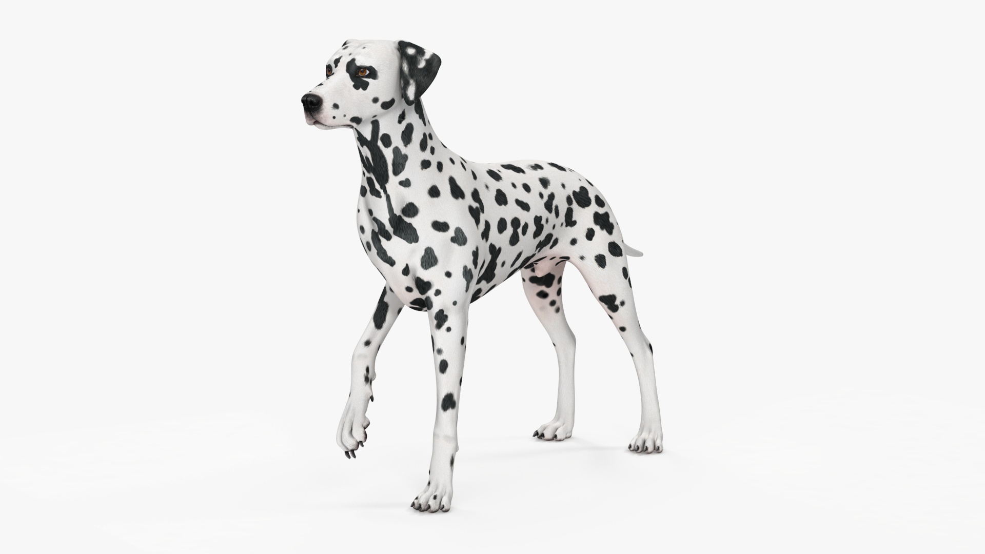 3D Spotted Dalmatian Dog Rigged model