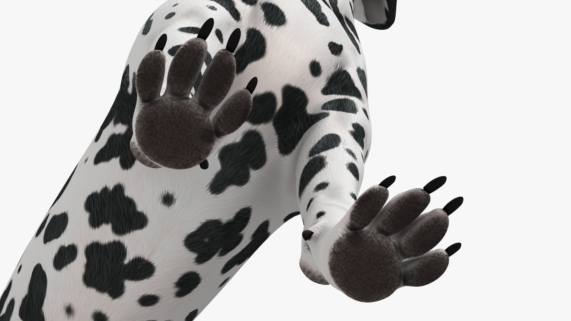 3D Spotted Dalmatian Dog Rigged model