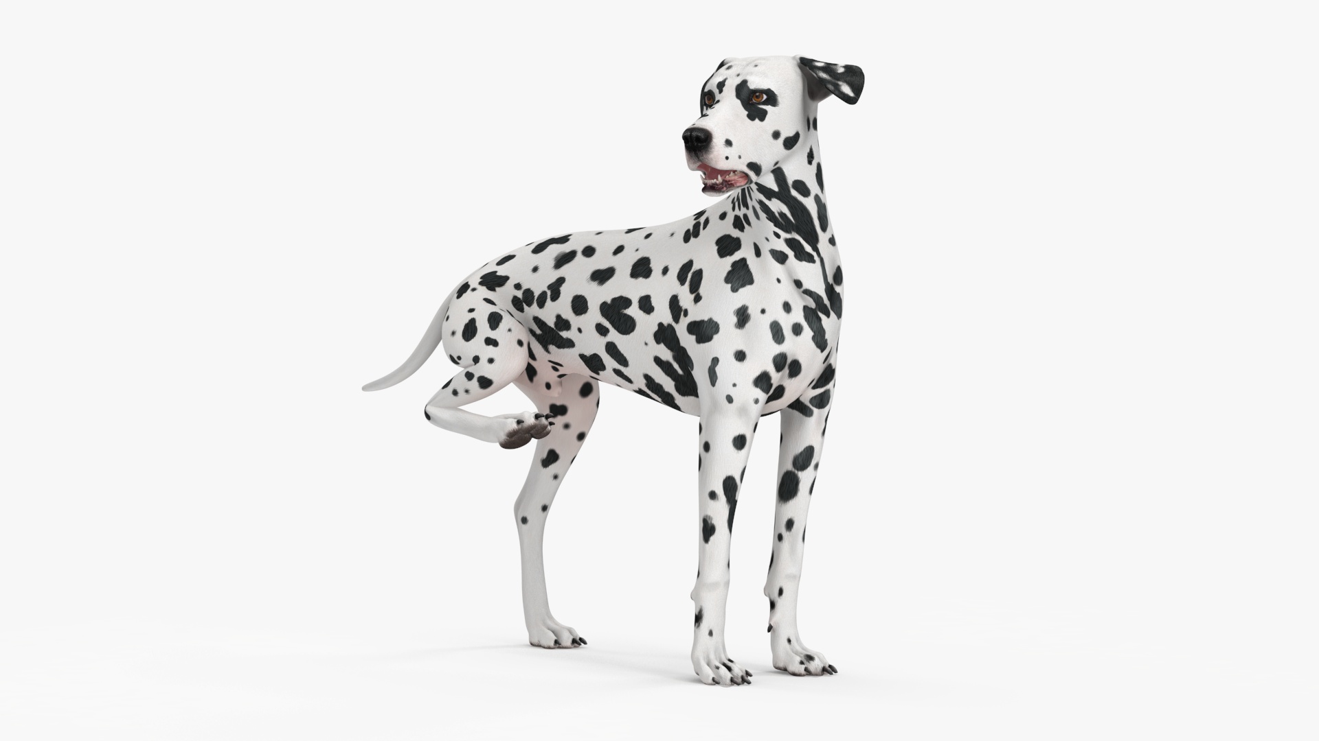 3D Spotted Dalmatian Dog Rigged model