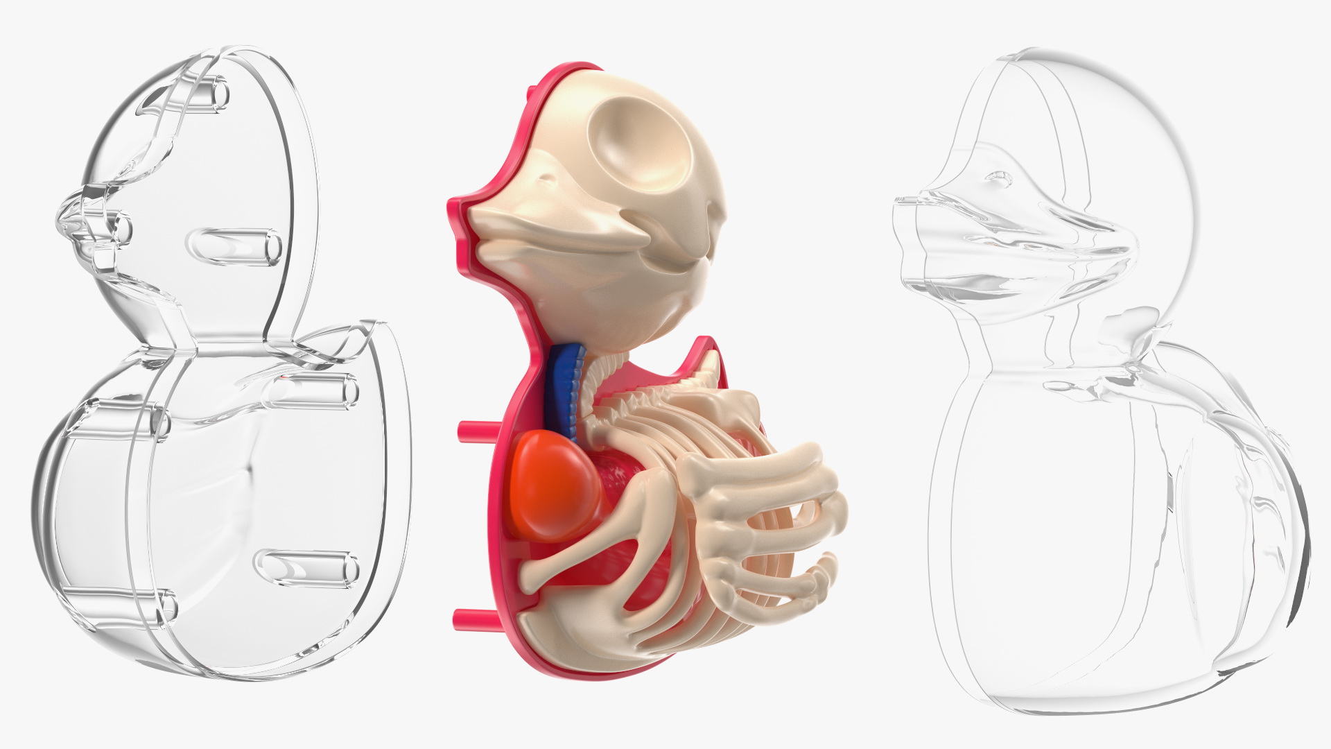 3D model Bath Duck Anatomy Transparent Shell