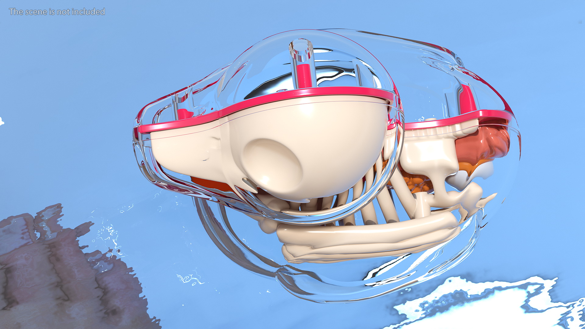 3D model Bath Duck Anatomy Transparent Shell