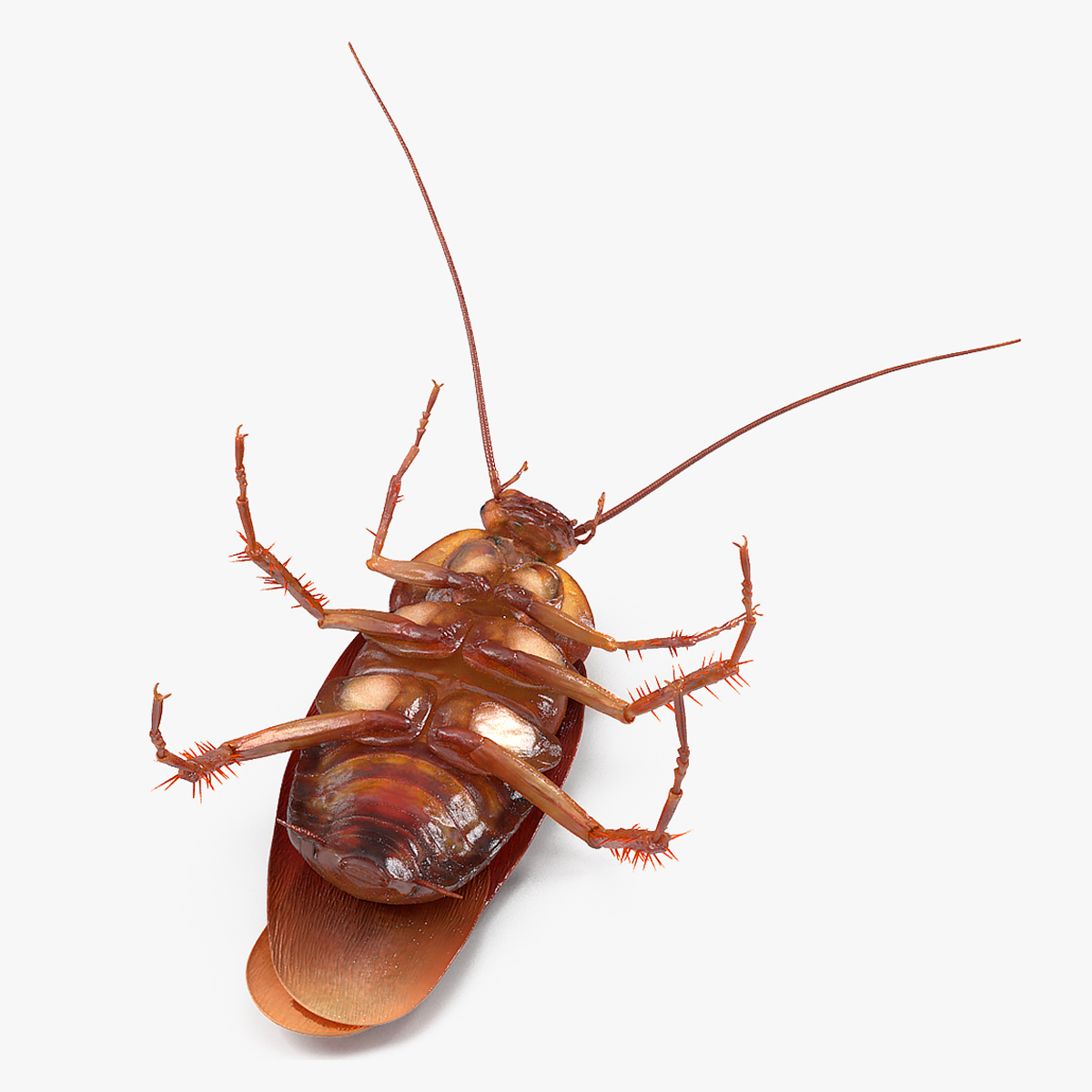 3D Animated Cockroach Upside Down Rigged for Cinema 4D