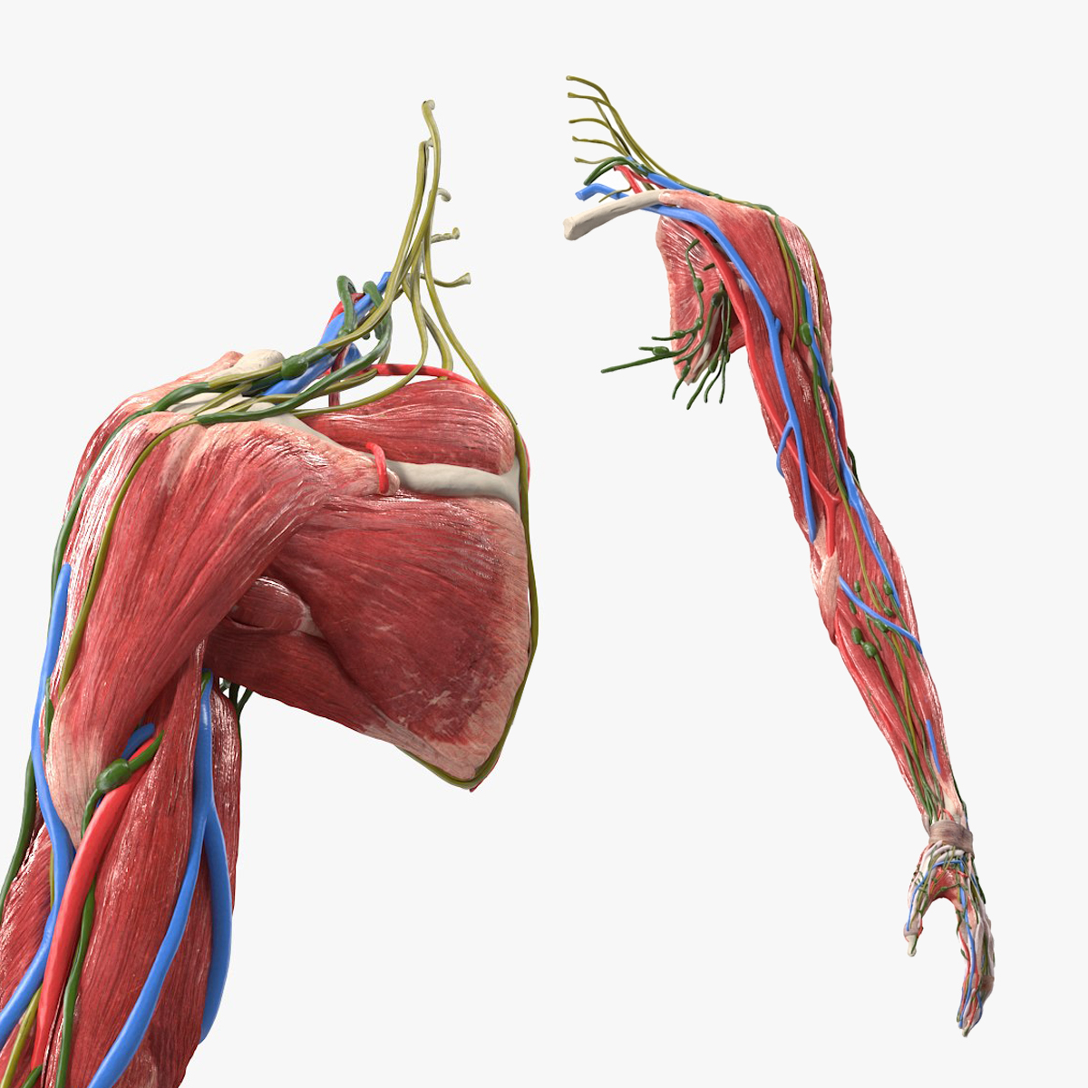 Female Left Arm Anatomy Without Skin 3D model preview