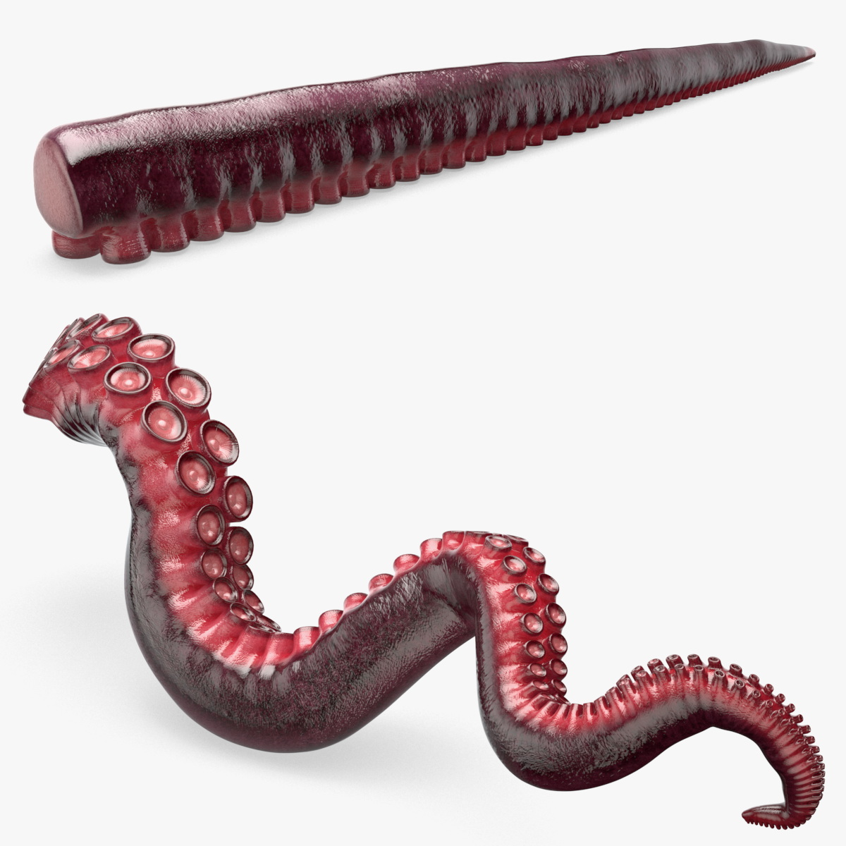 Octopus Tentacle Animated